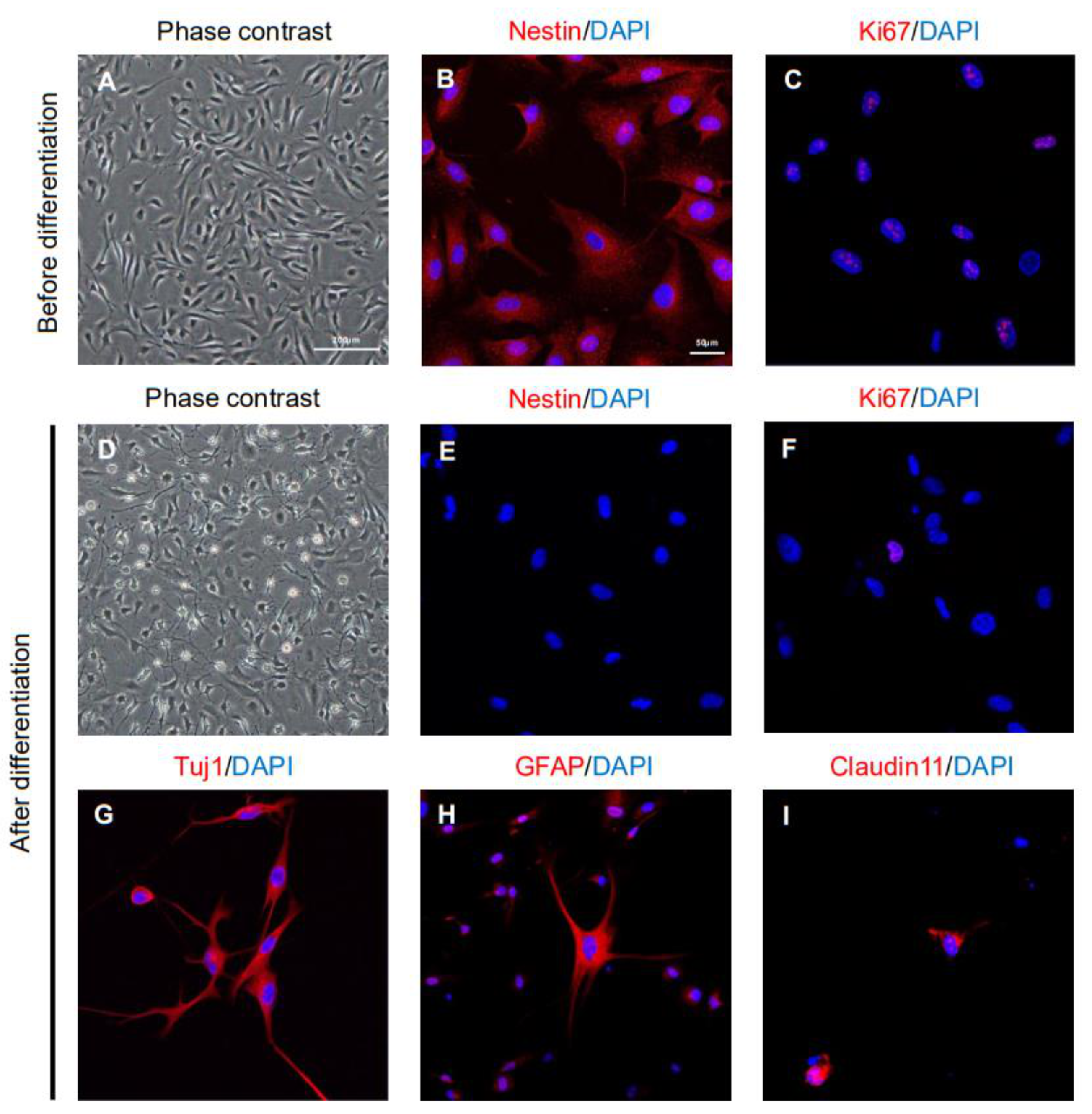 Ijms 22 02579 g001 Ijms 22 02579 g001
