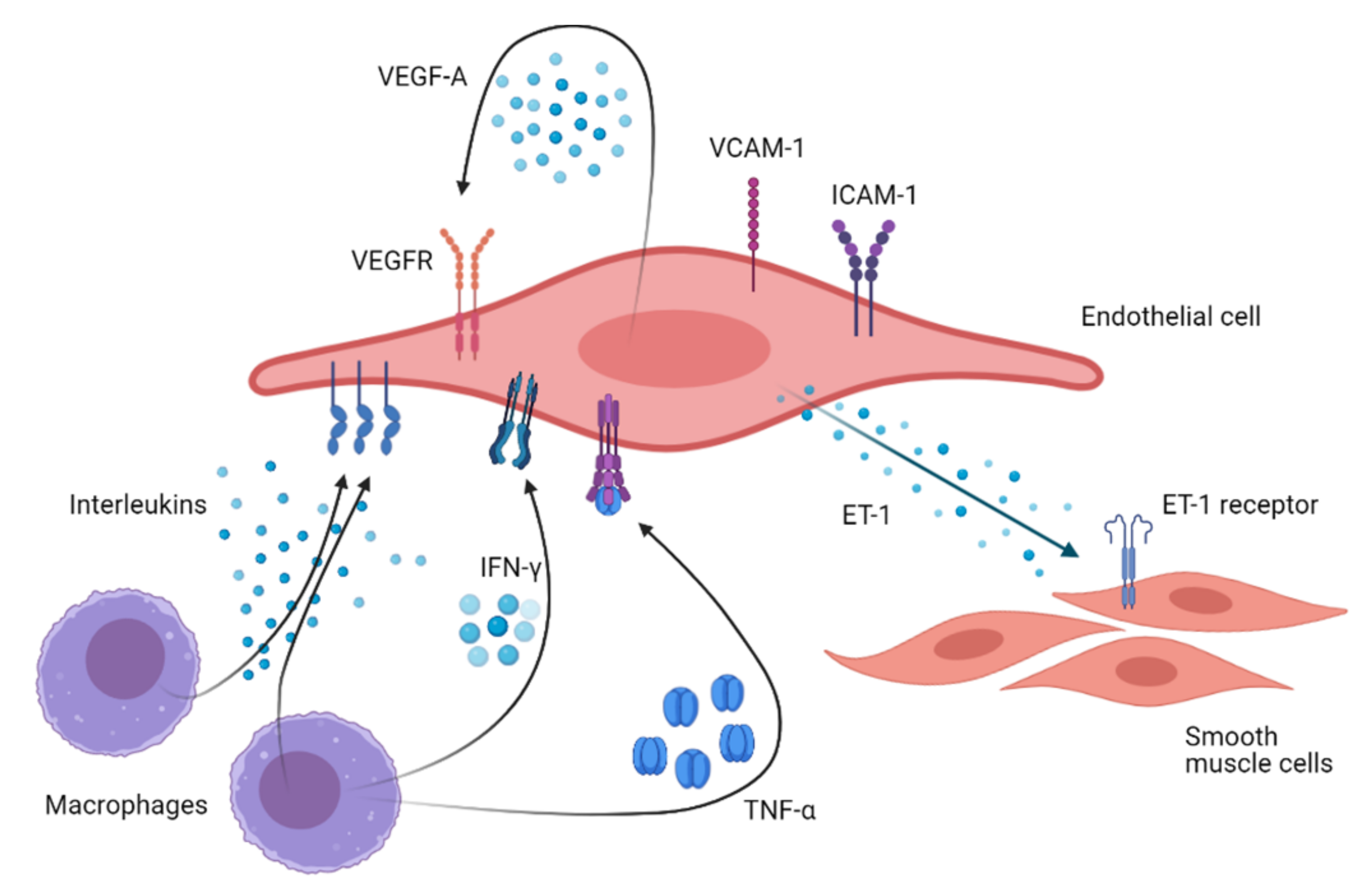 Ijms 22 02584 g002 Ijms 22 02584 g002