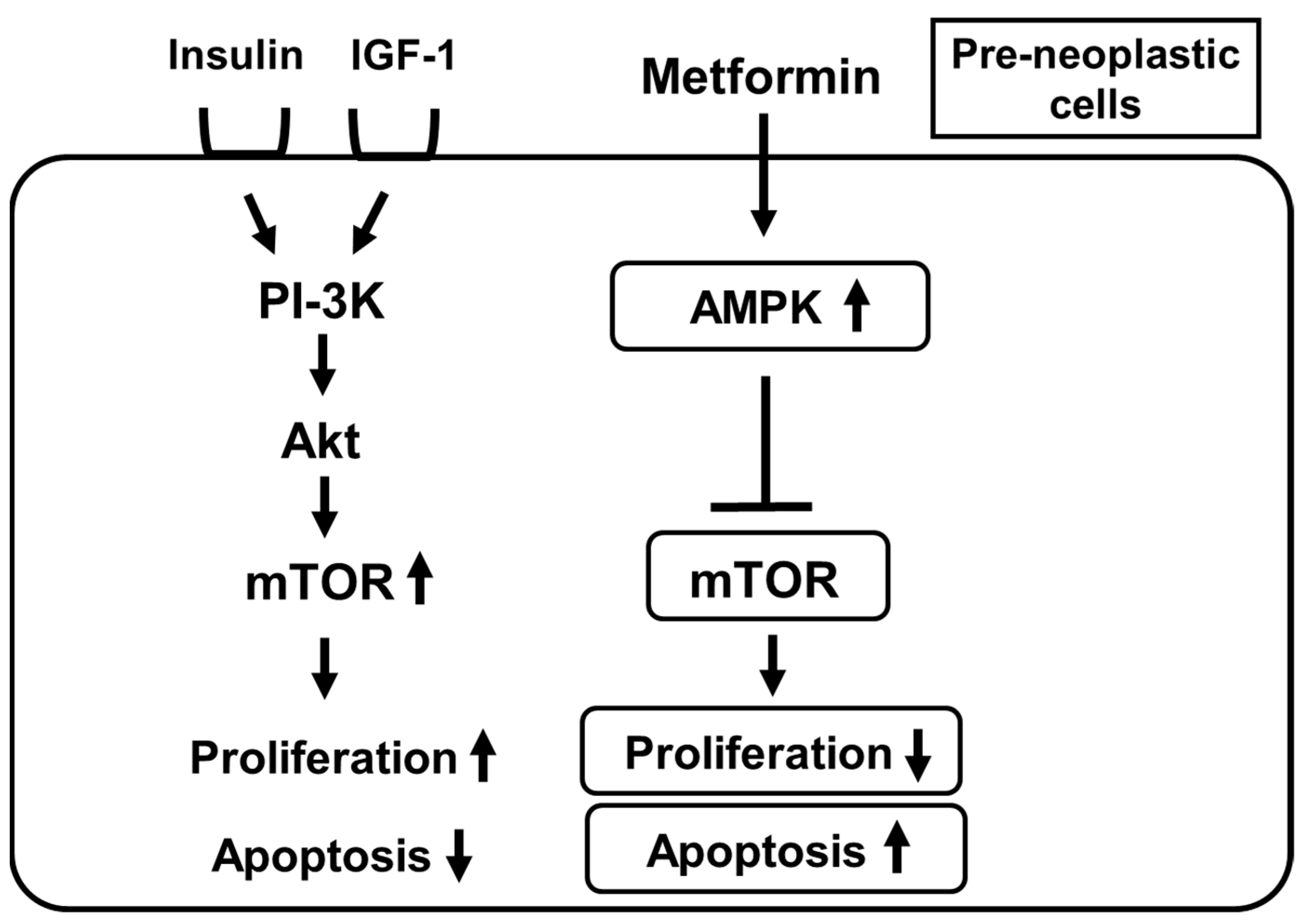 Ijms 22 02596 g003 Ijms 22 02596 g003