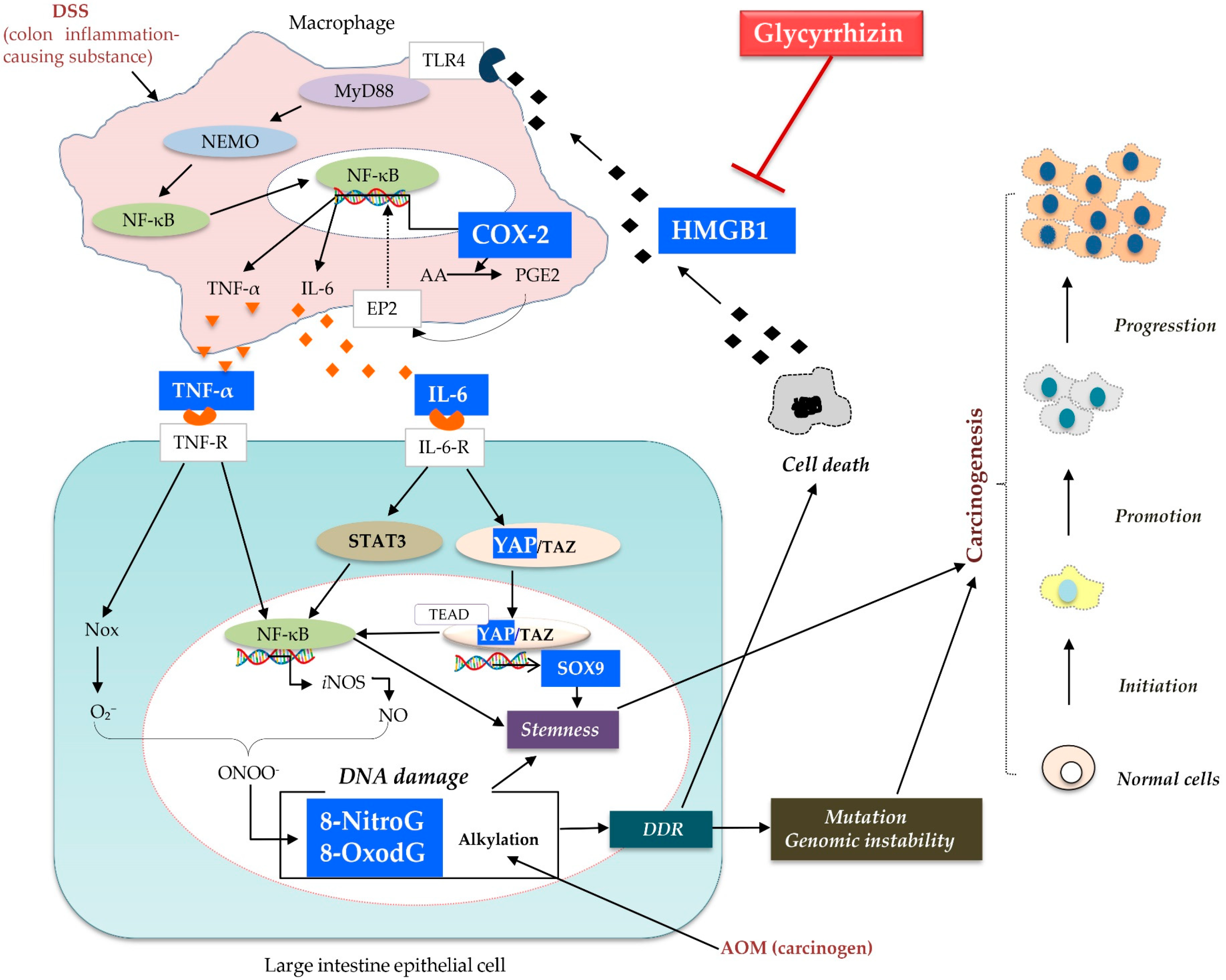 Ijms 22 02609 g007 Ijms 22 02609 g007