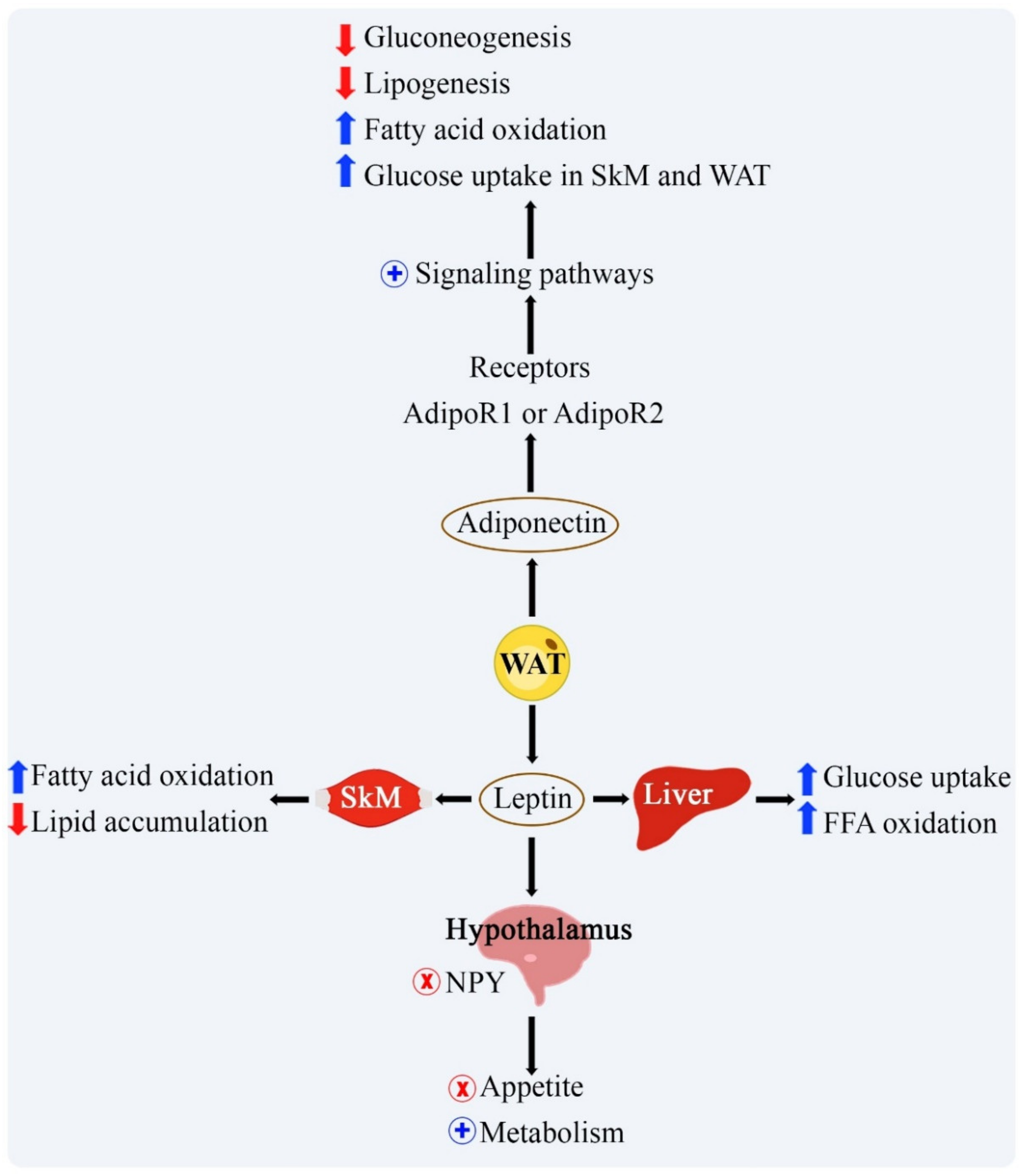 Ijms 22 02639 g001 Ijms 22 02639 g001