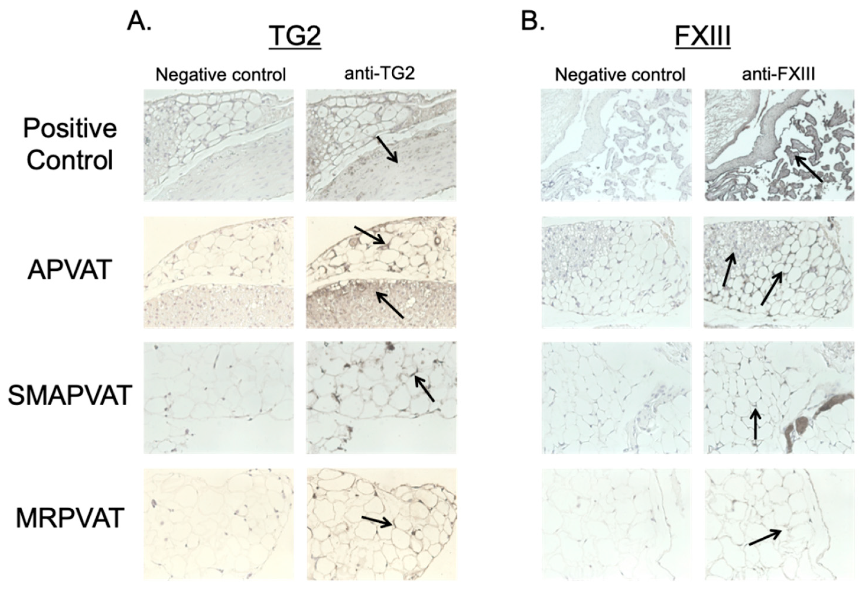 Ijms 22 02649 g002 Ijms 22 02649 g002