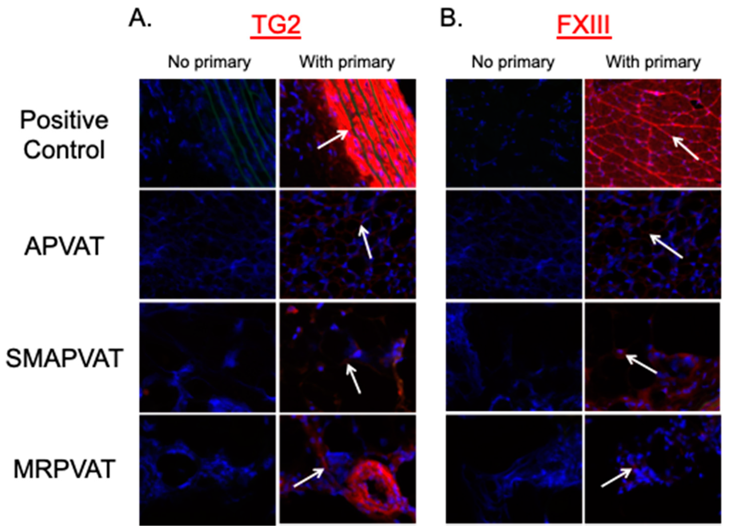 Ijms 22 02649 g003 Ijms 22 02649 g003
