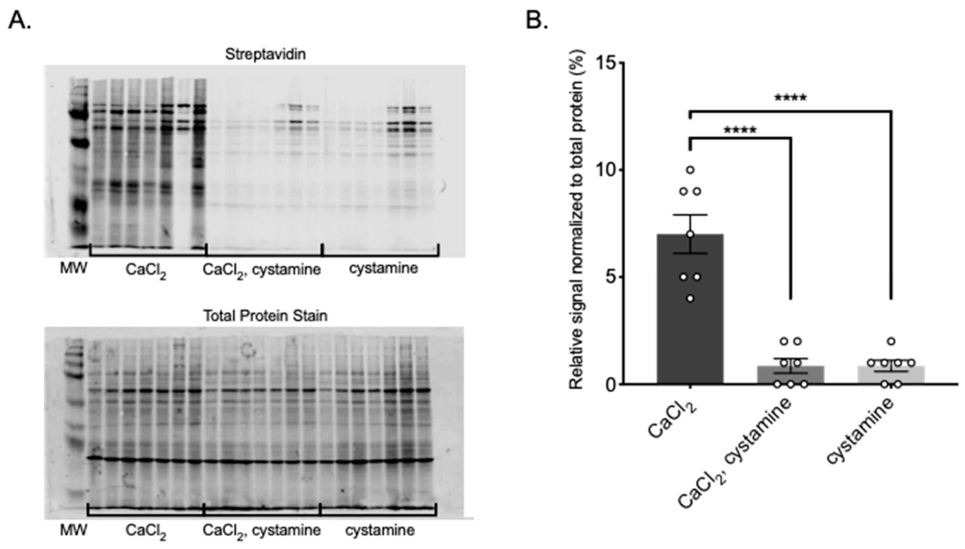 Ijms 22 02649 g004 Ijms 22 02649 g004