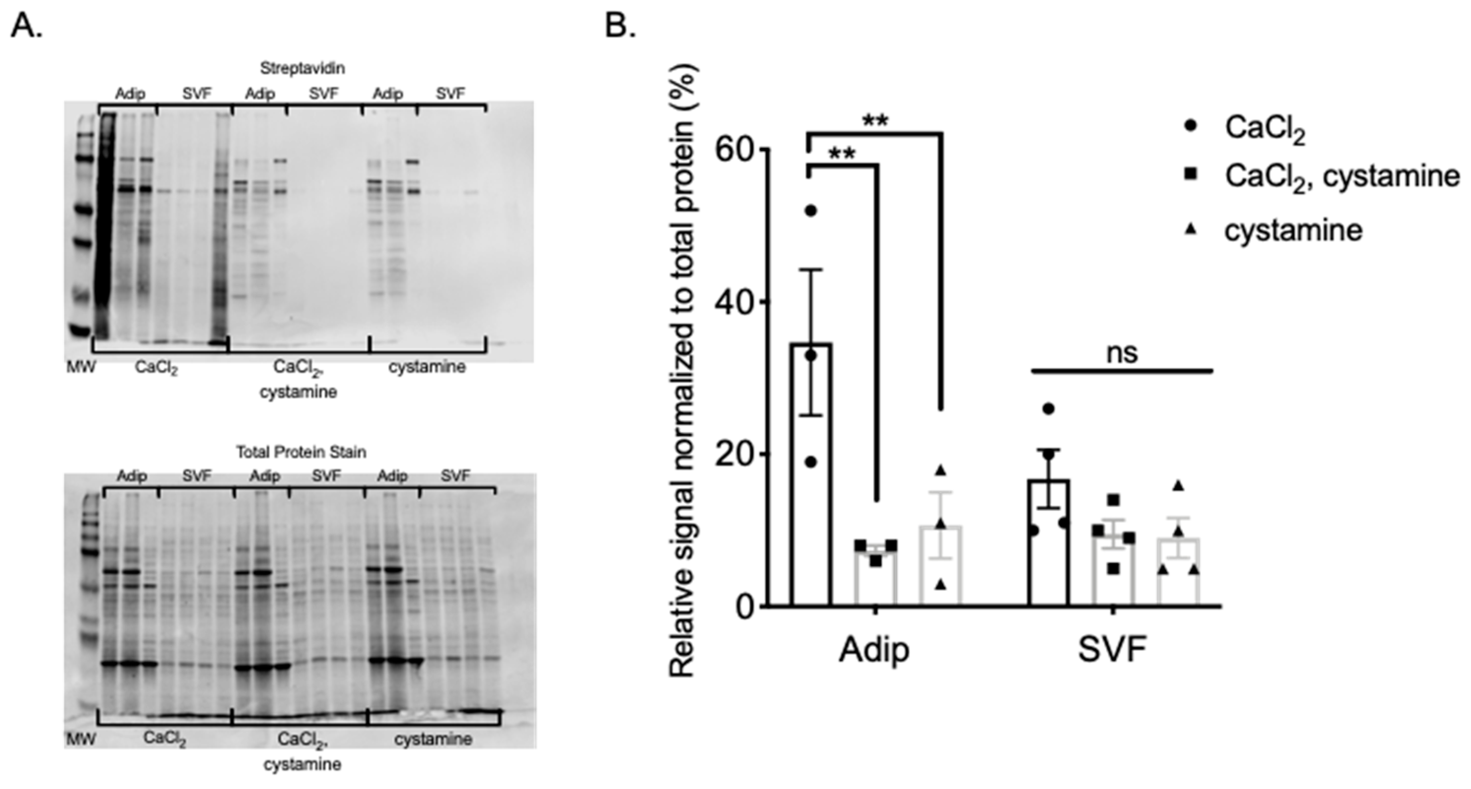 Ijms 22 02649 g005 Ijms 22 02649 g005
