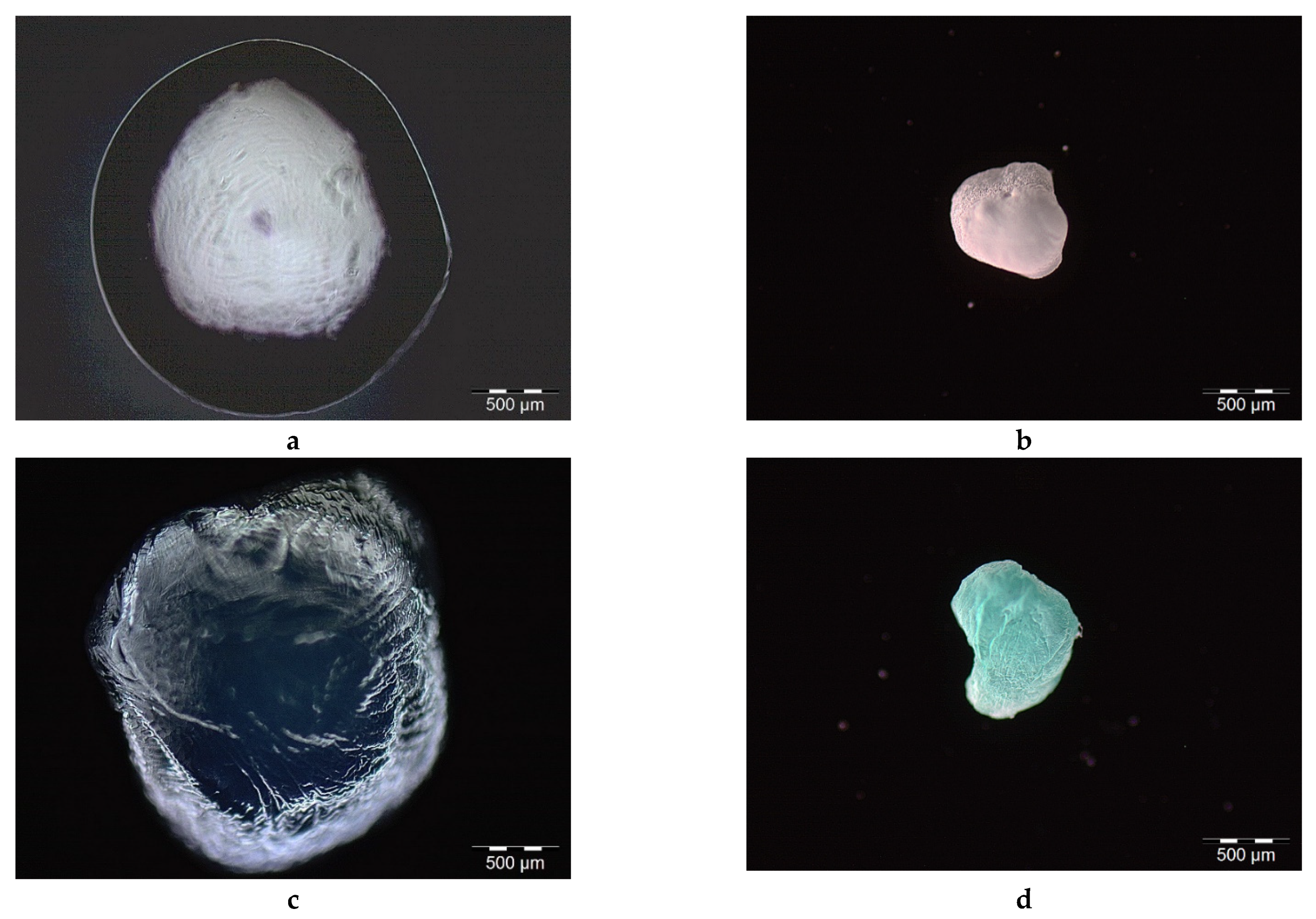 Ijms 22 02663 g002 Ijms 22 02663 g002