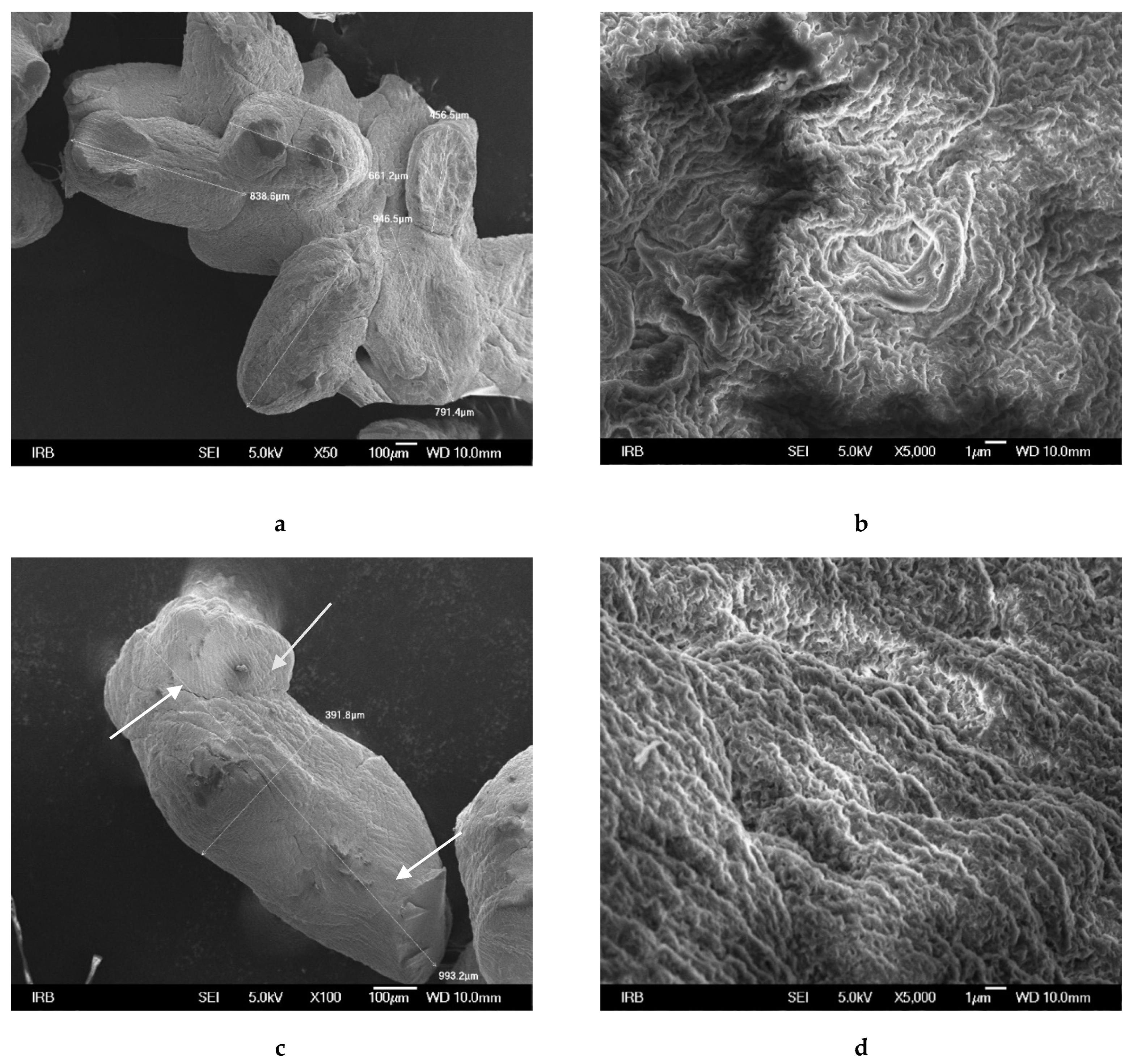 Ijms 22 02663 g003 Ijms 22 02663 g003