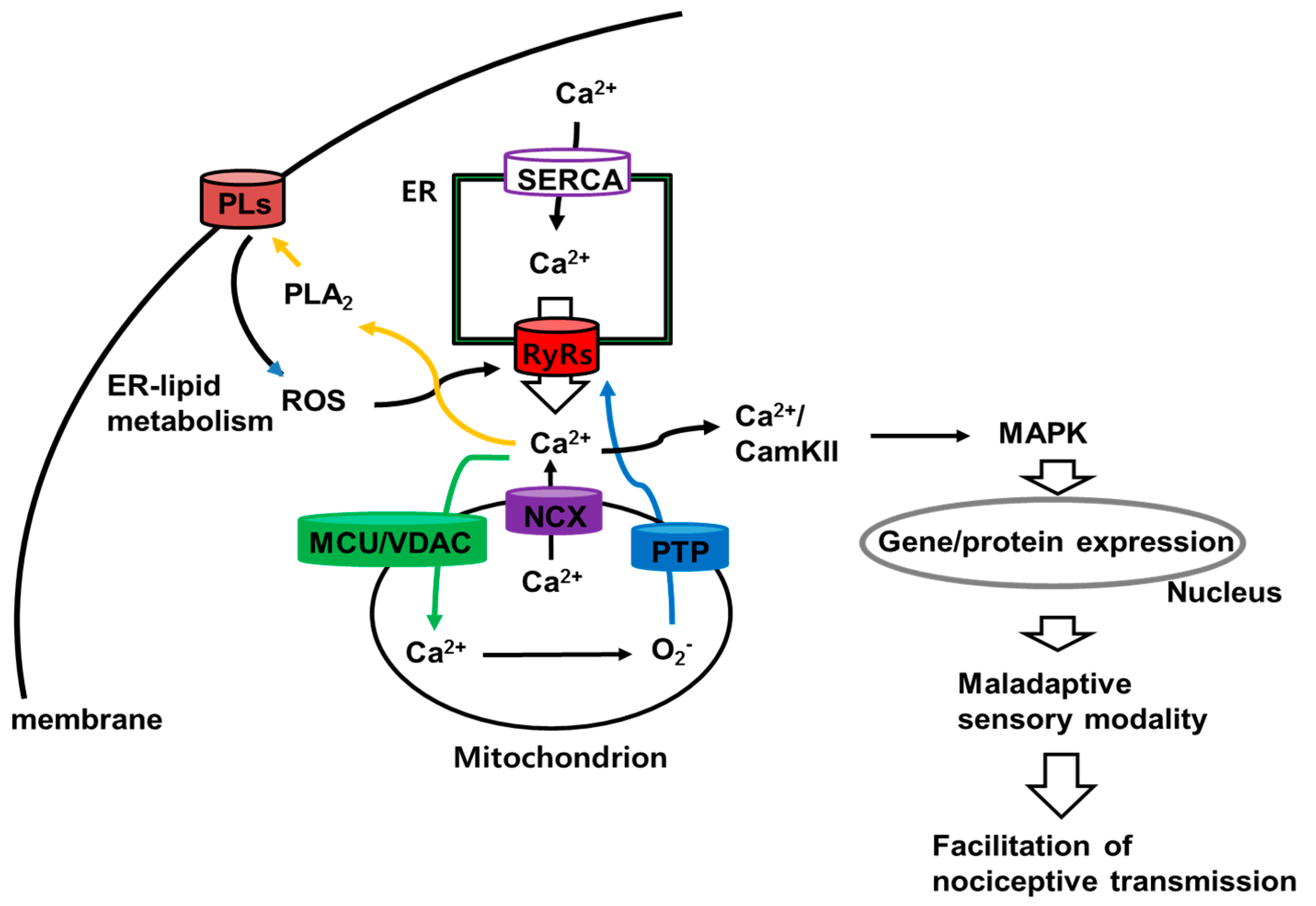 Ijms 22 02672 g006 Ijms 22 02672 g006