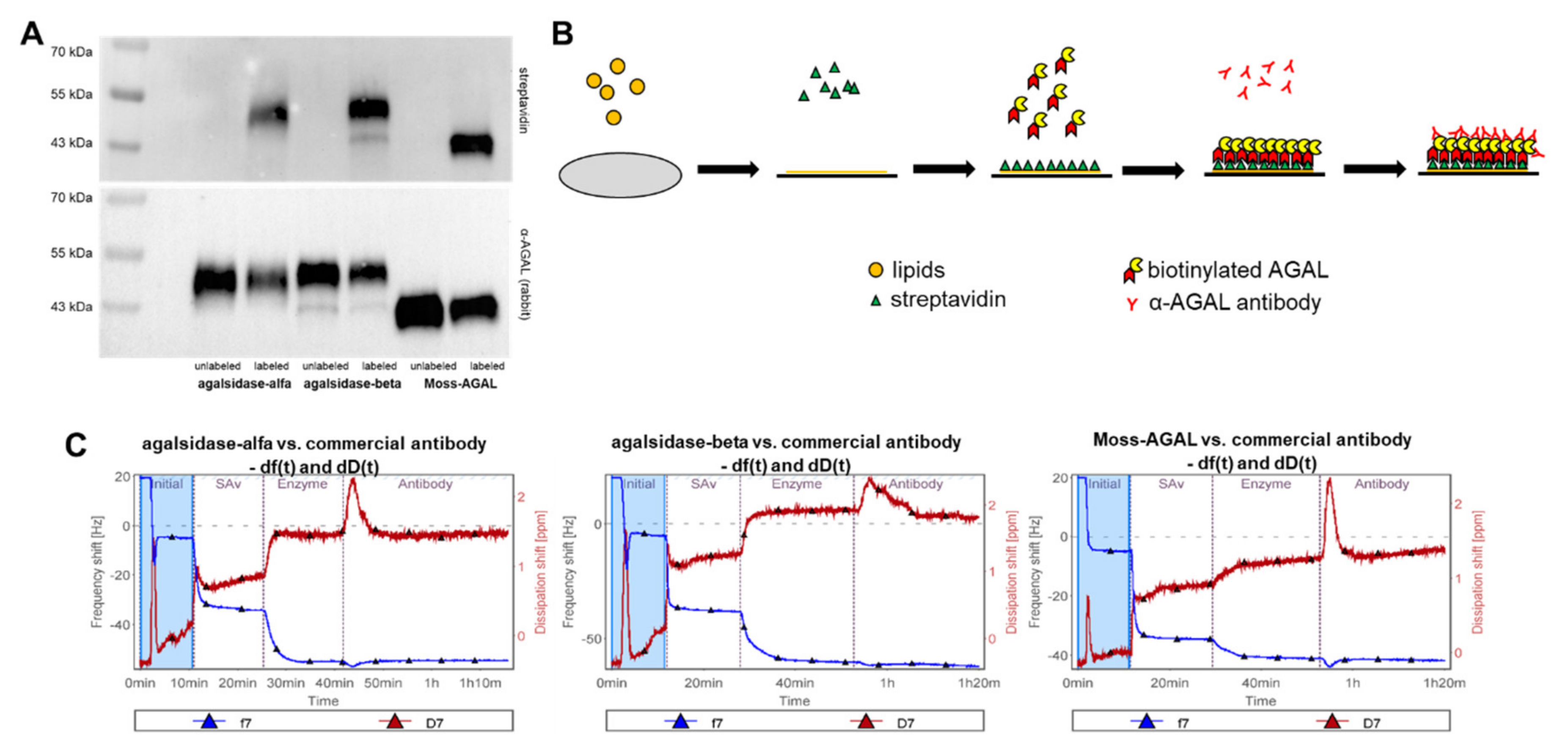 Ijms 22 02680 g0a4 Ijms 22 02680 g0a4