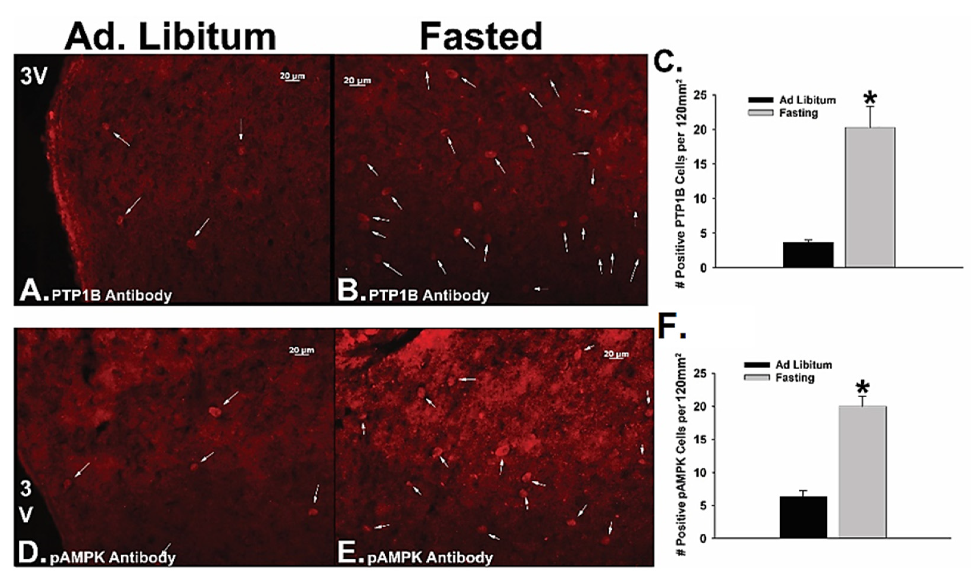 Ijms 22 02728 g008 Ijms 22 02728 g008