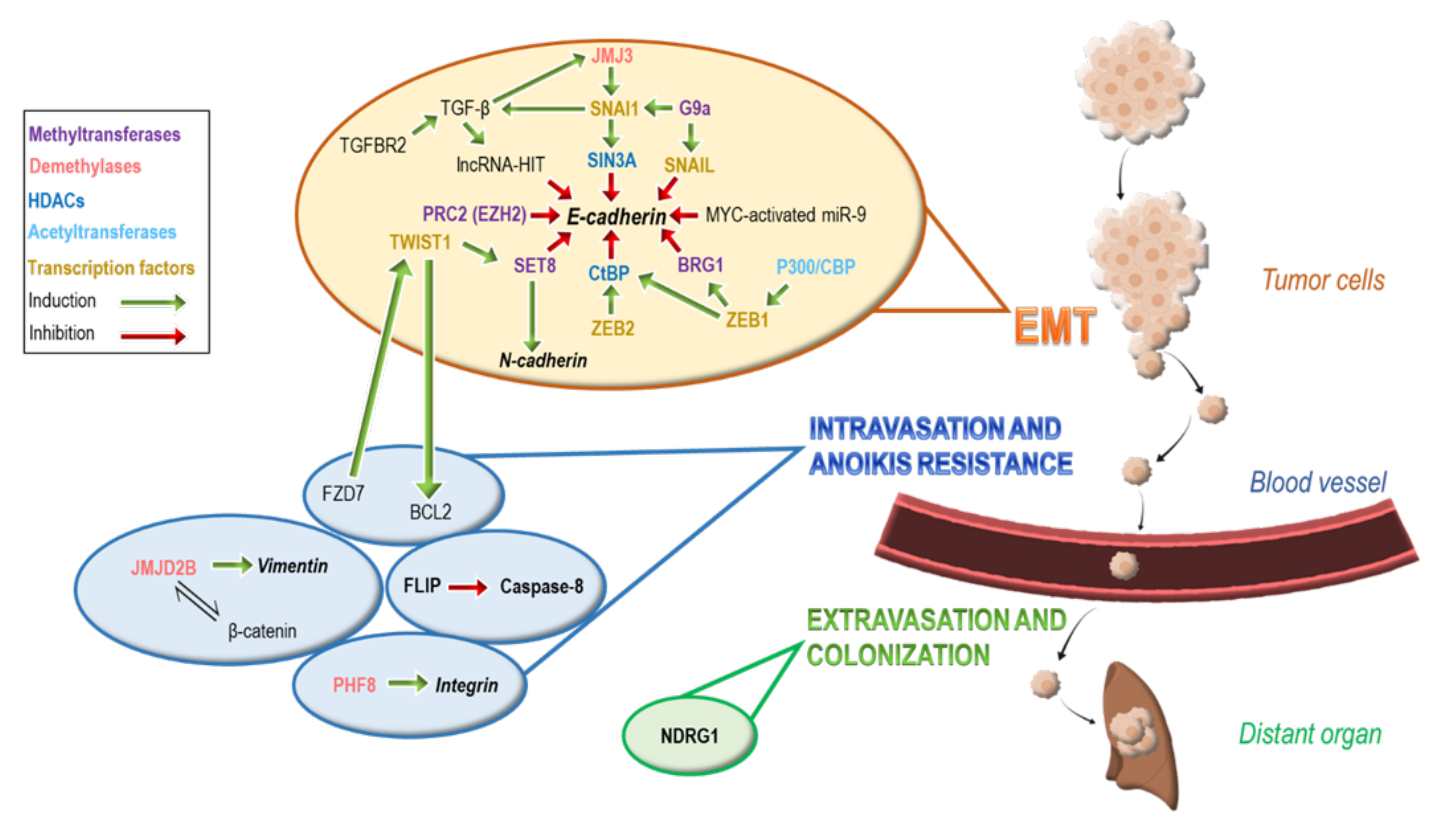 Ijms 22 02778 g001 Ijms 22 02778 g001