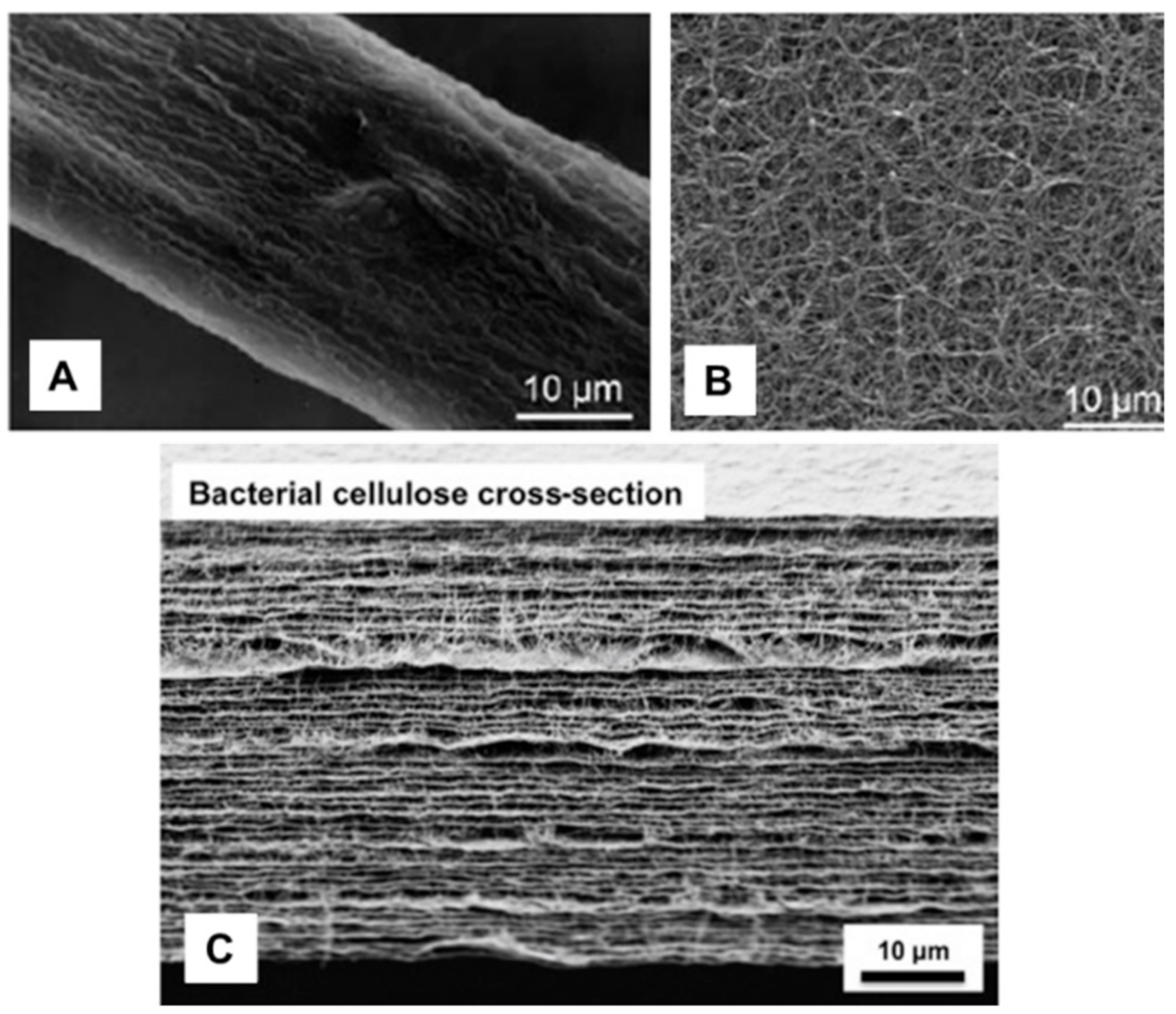 Ijms 22 02836 g002 Ijms 22 02836 g002