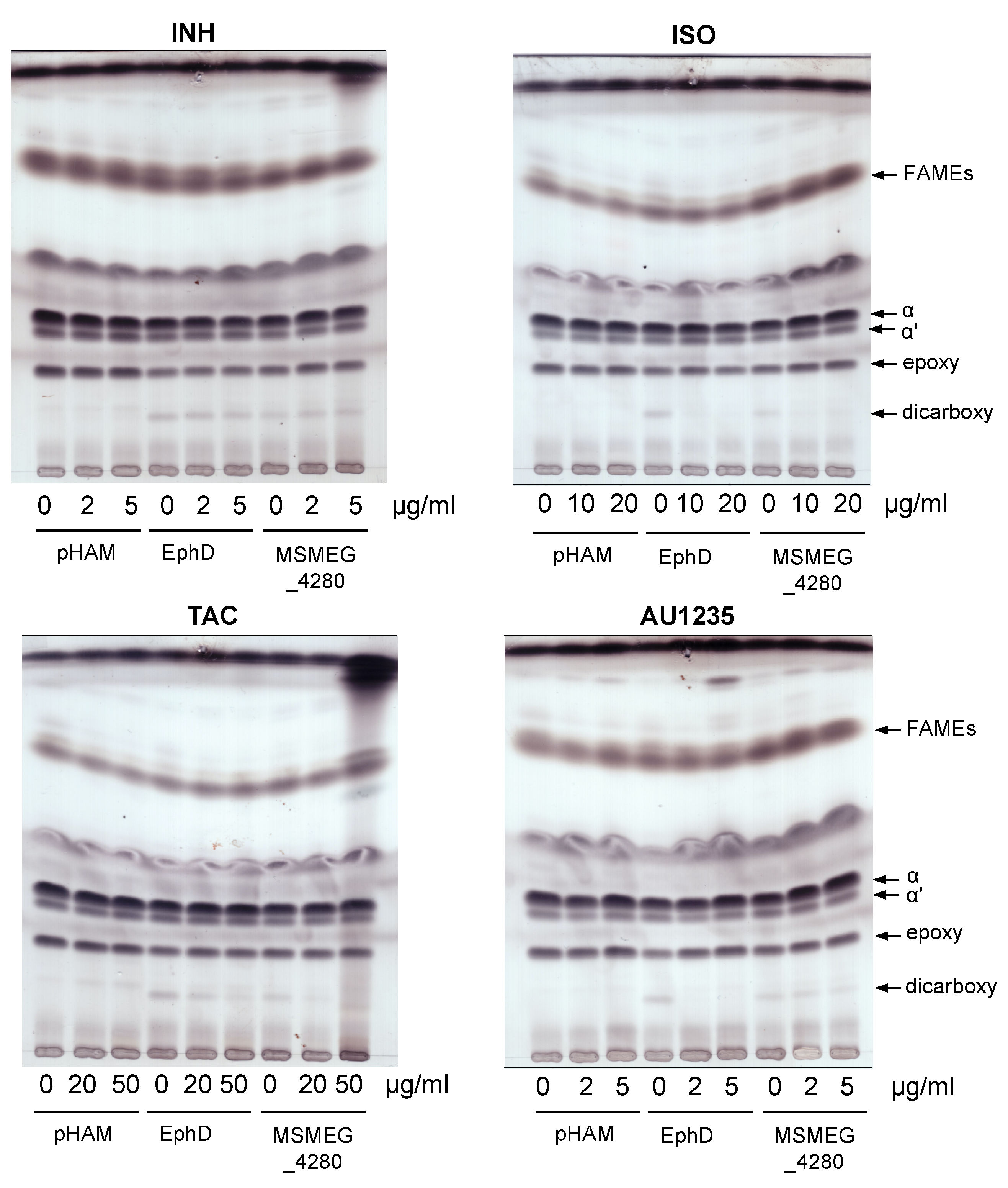 Ijms 22 02884 g004 Ijms 22 02884 g004