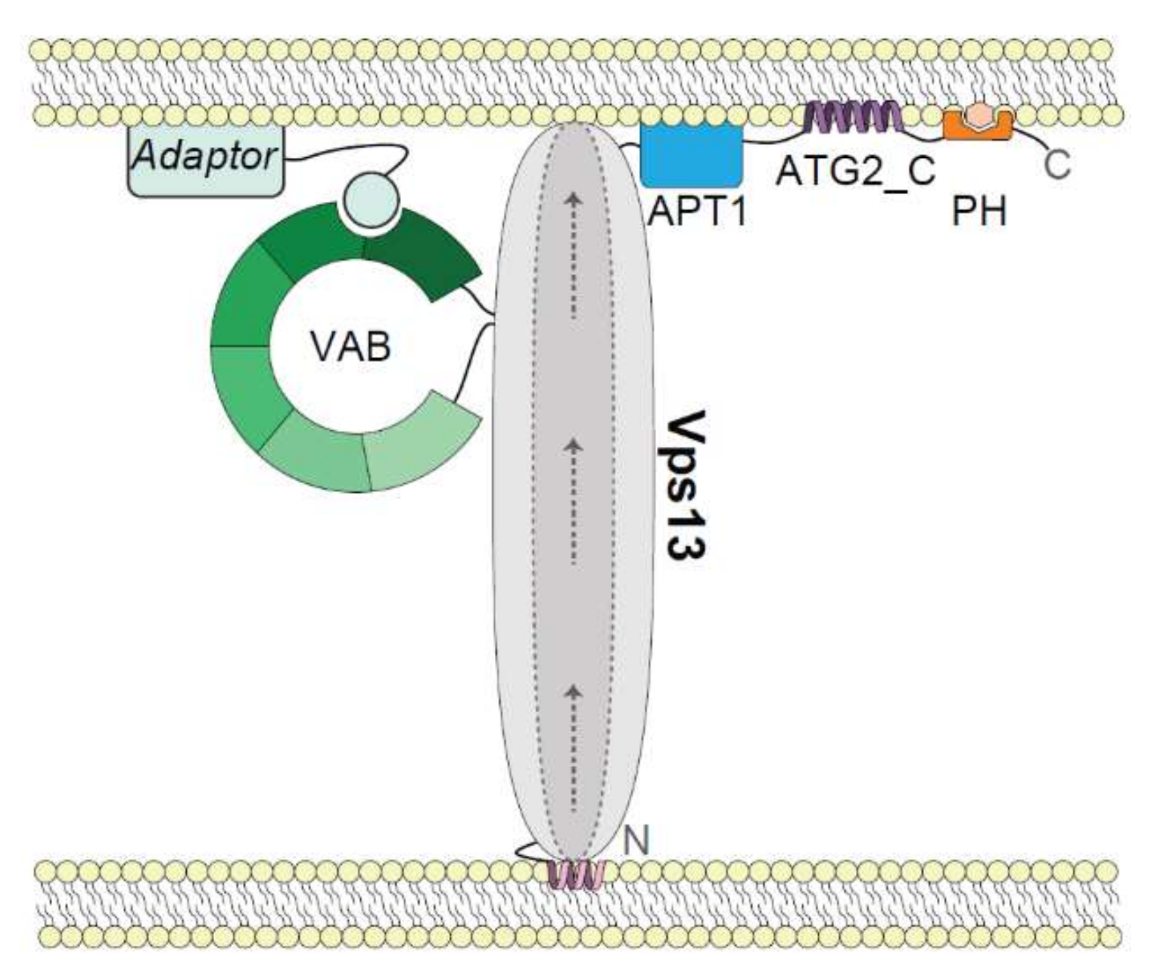 Ijms 22 02905 g002 Ijms 22 02905 g002