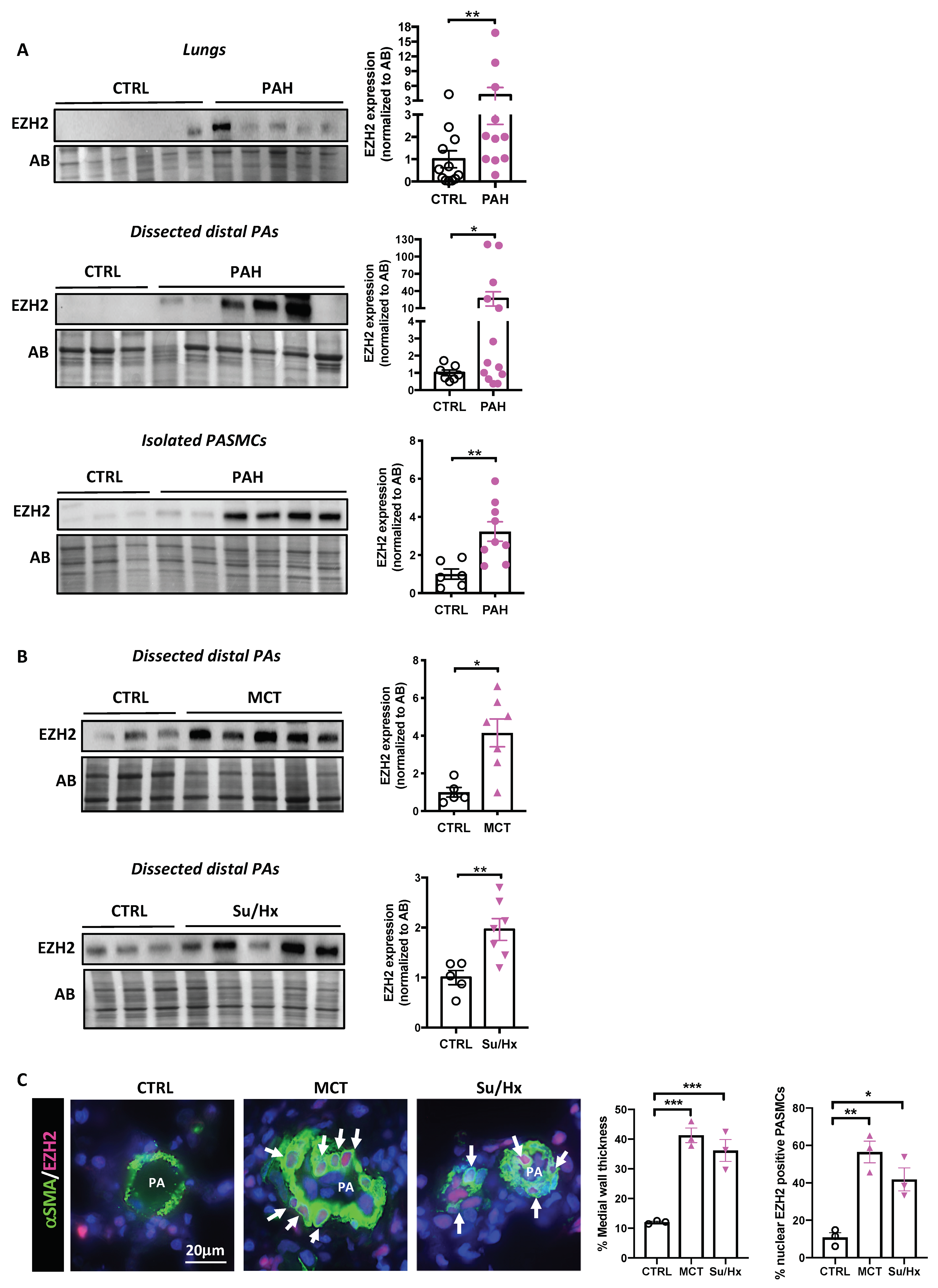 Ijms 22 02957 g001 Ijms 22 02957 g001