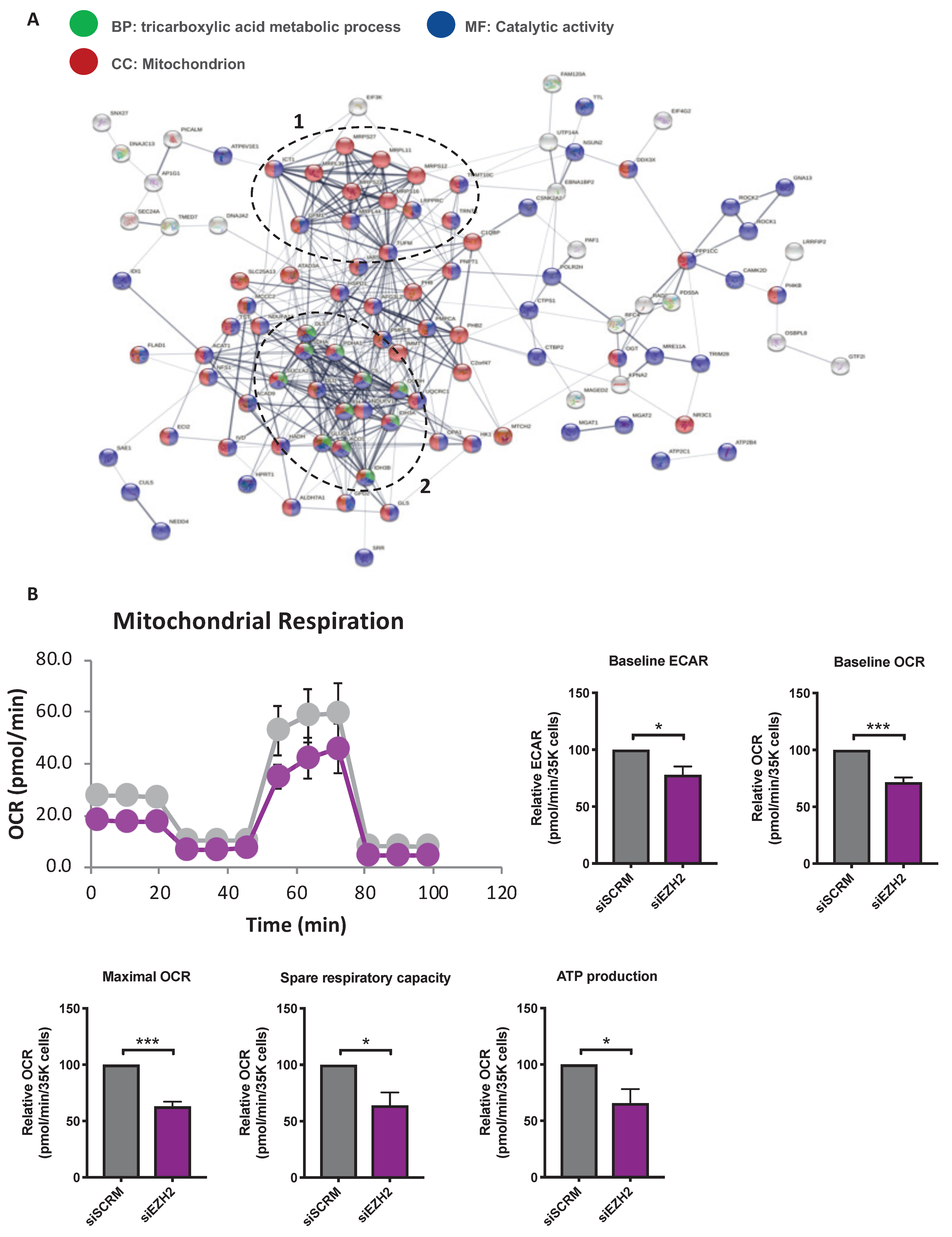 Ijms 22 02957 g005 Ijms 22 02957 g005