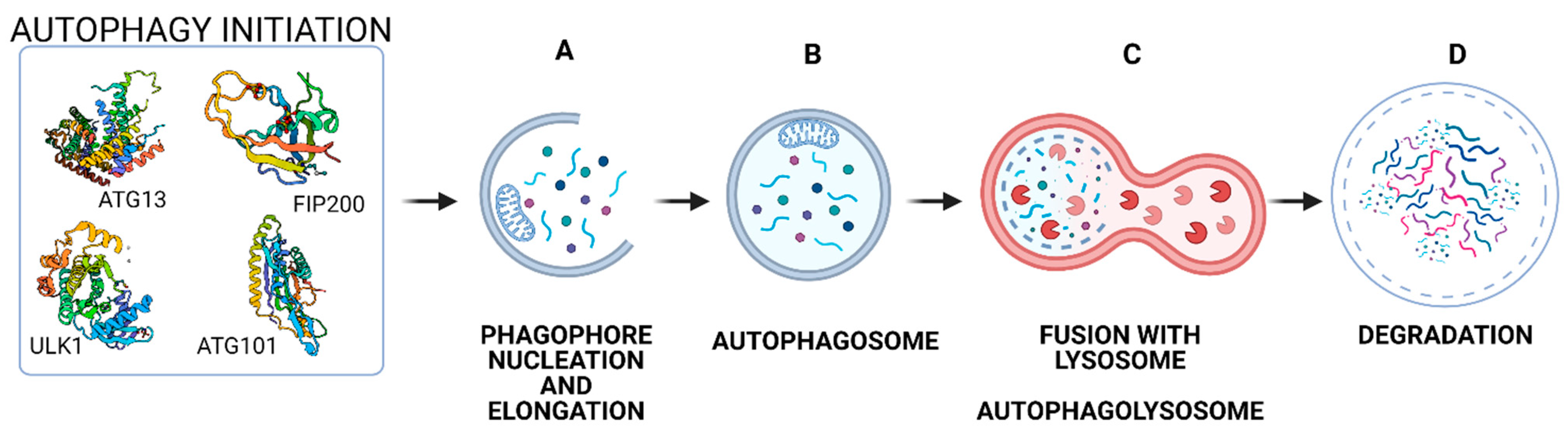 Ijms 22 02981 g002 Ijms 22 02981 g002