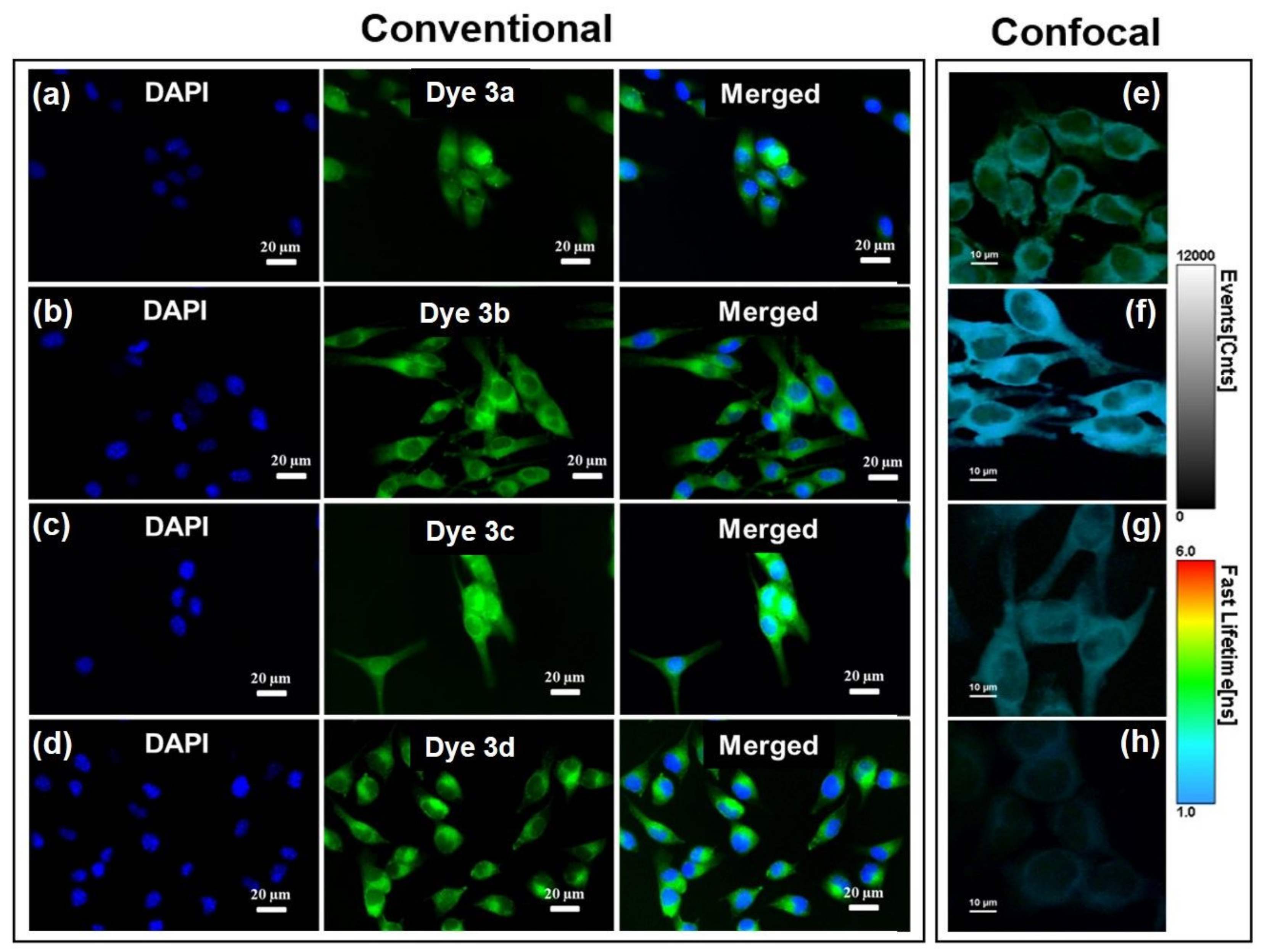 Ijms 22 02985 g009 Ijms 22 02985 g009