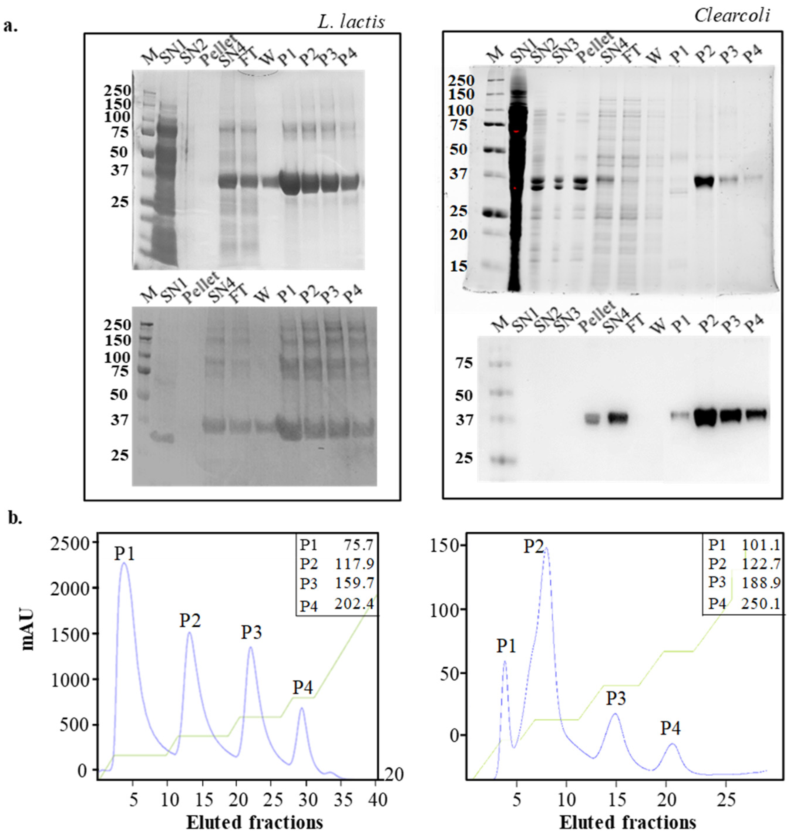 Ijms 22 03020 g001 Ijms 22 03020 g001