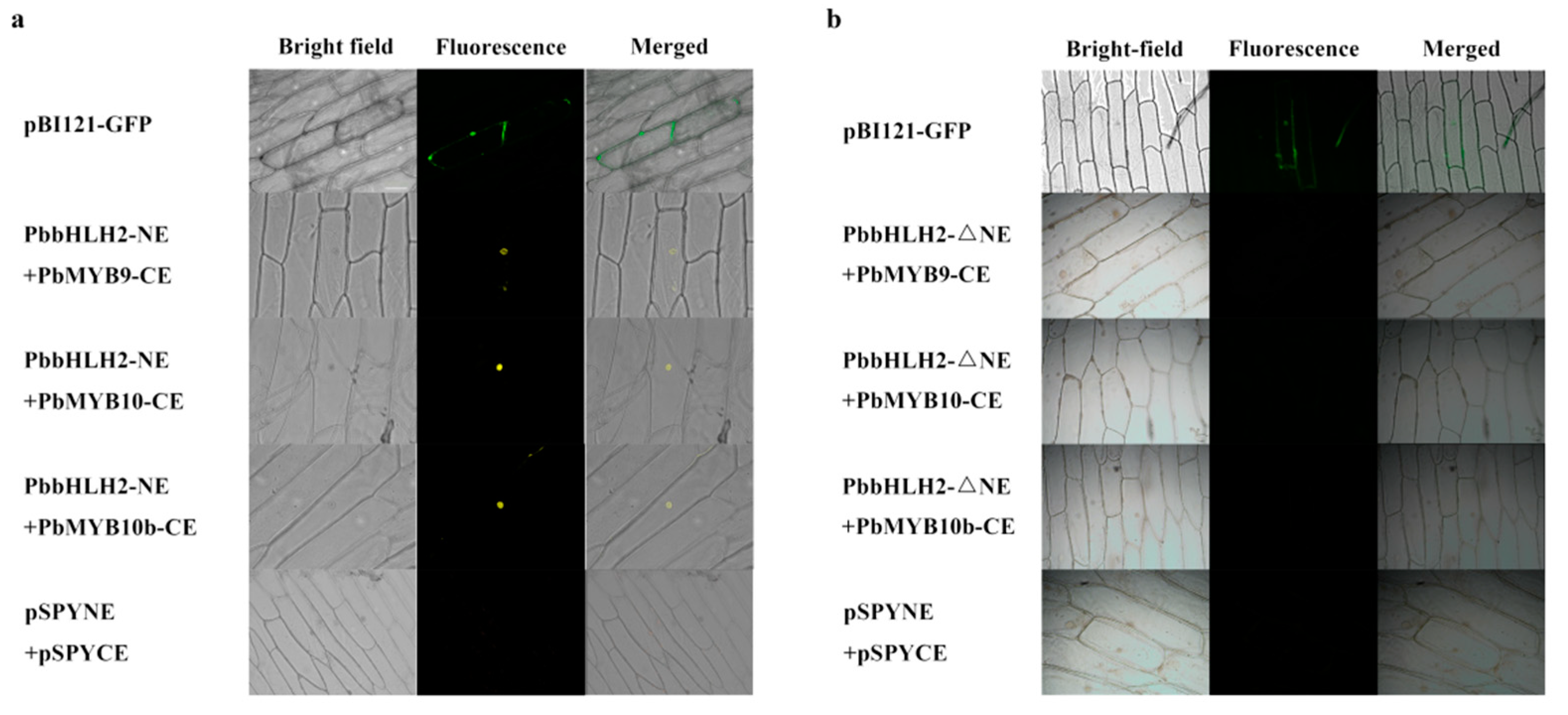 Ijms 22 03026 g005 Ijms 22 03026 g005