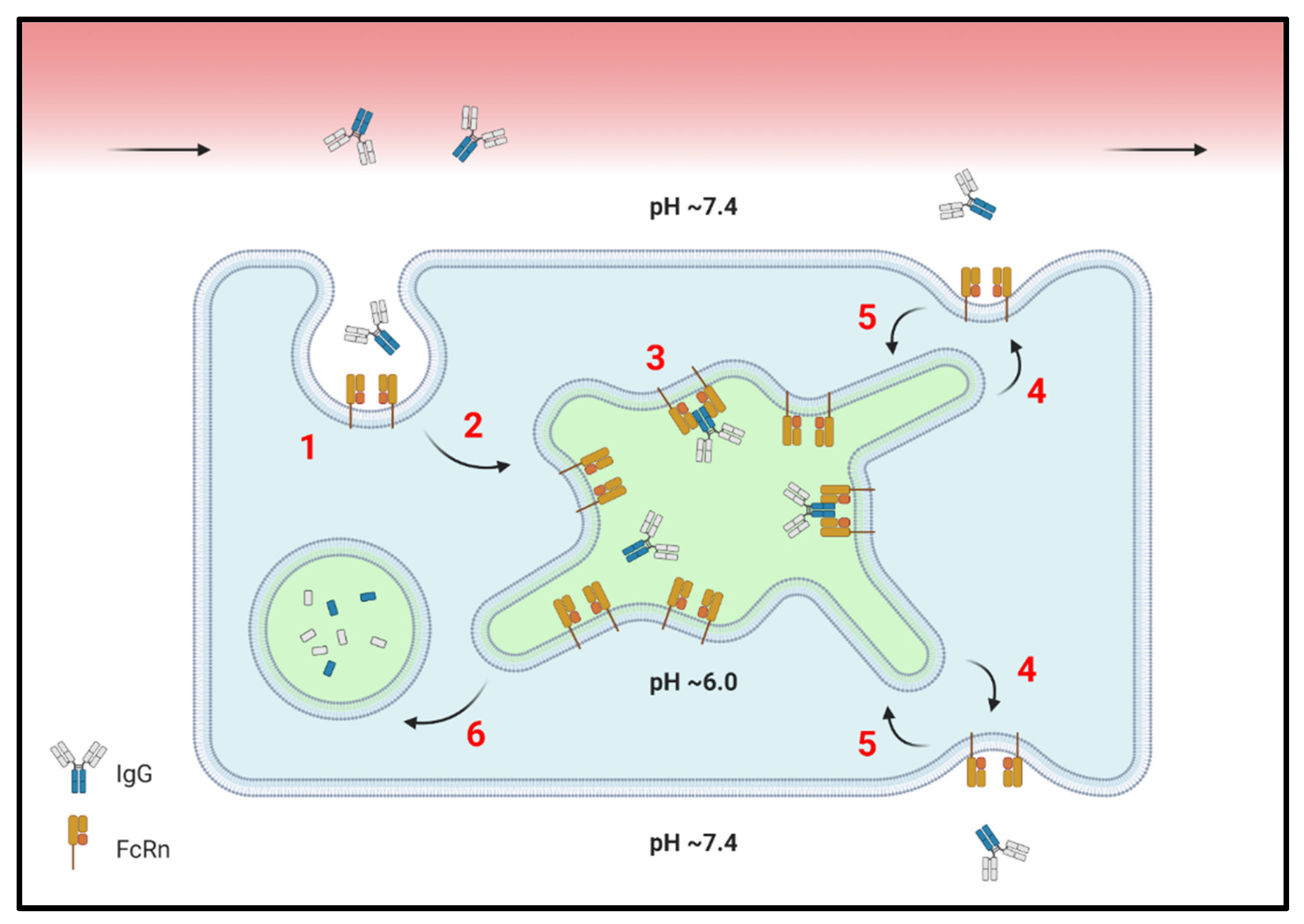 Ijms 22 03048 g001 Ijms 22 03048 g001