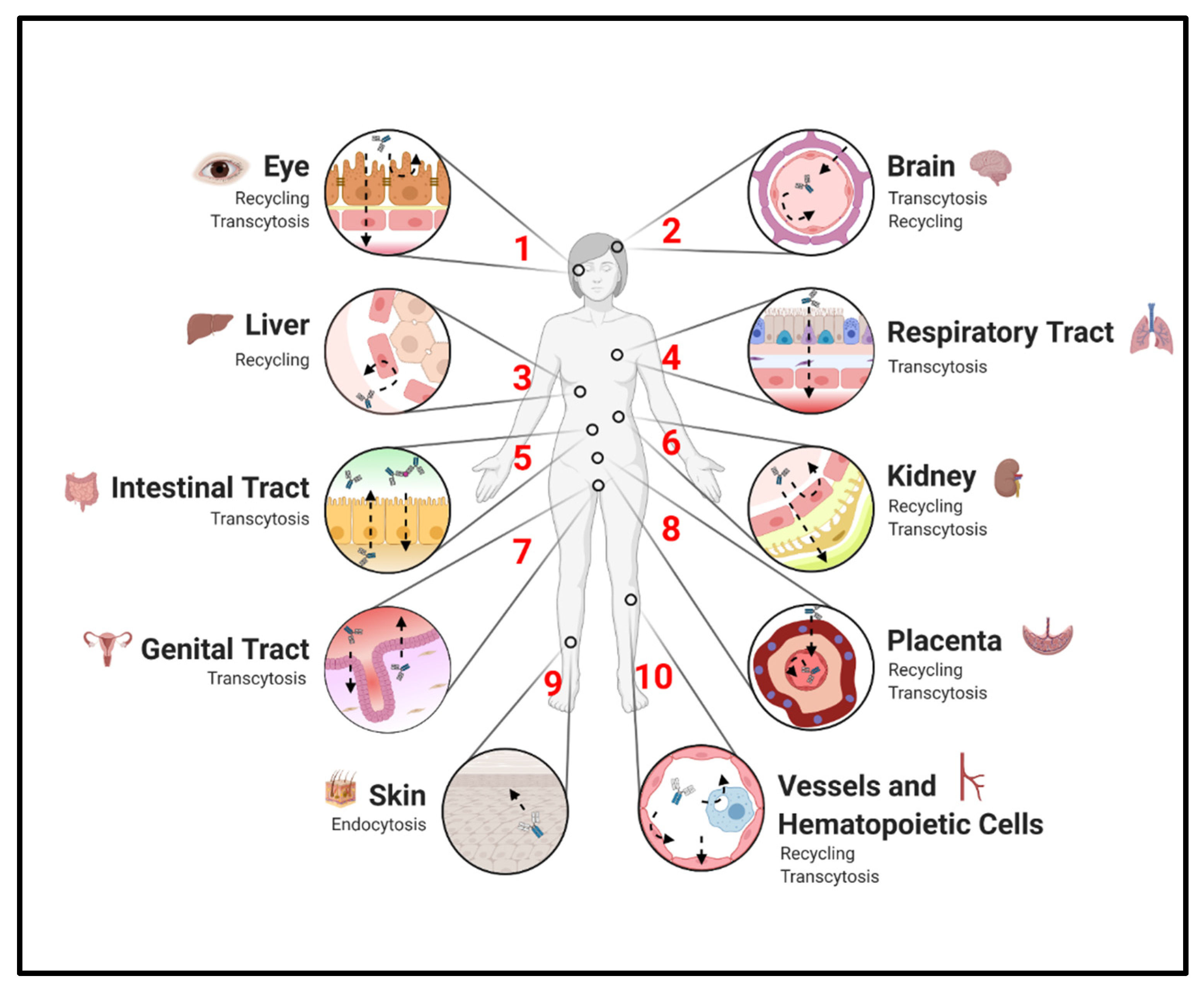 Ijms 22 03048 g002 Ijms 22 03048 g002