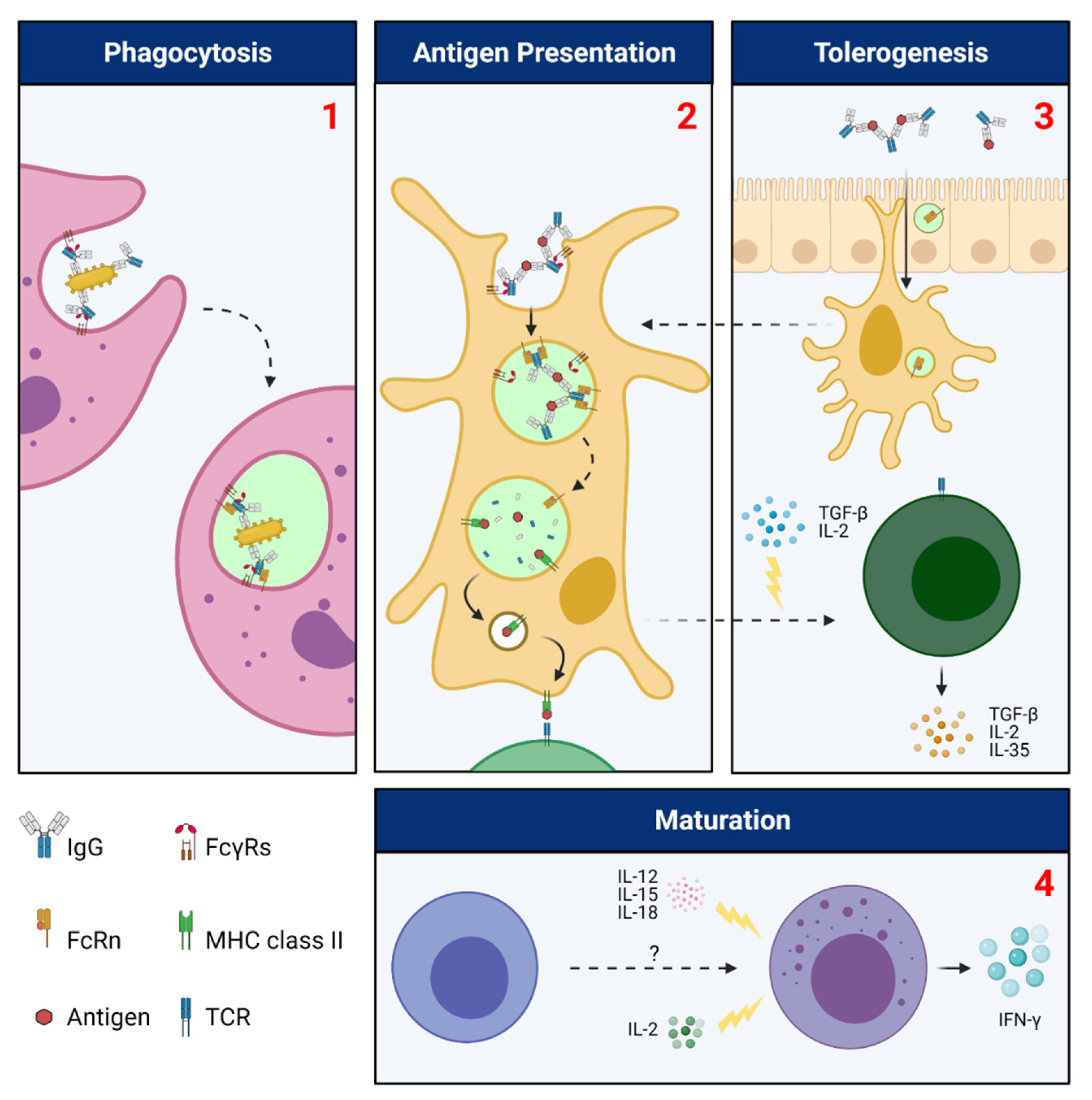 Ijms 22 03048 g003 Ijms 22 03048 g003