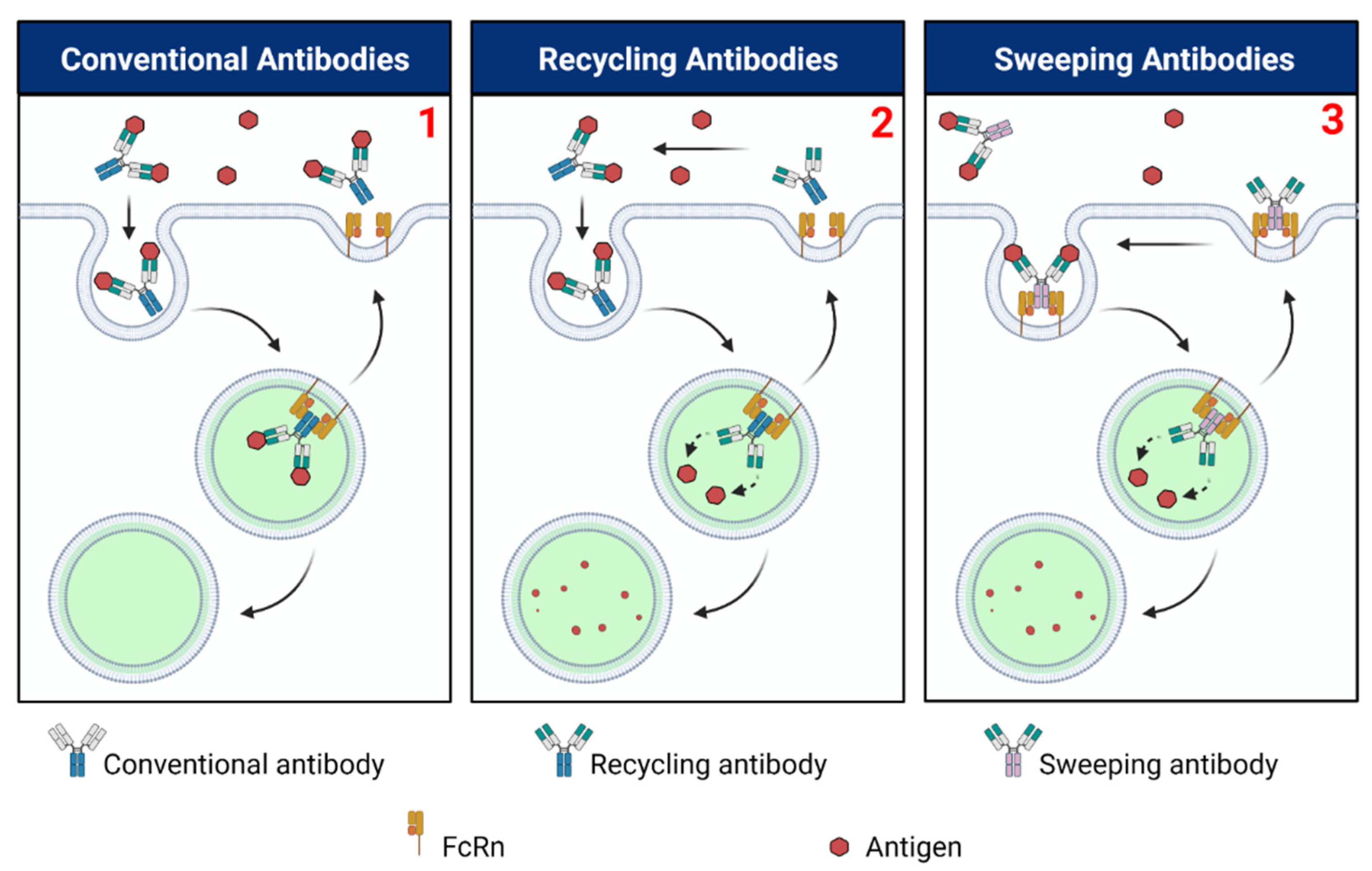 Ijms 22 03048 g004 Ijms 22 03048 g004