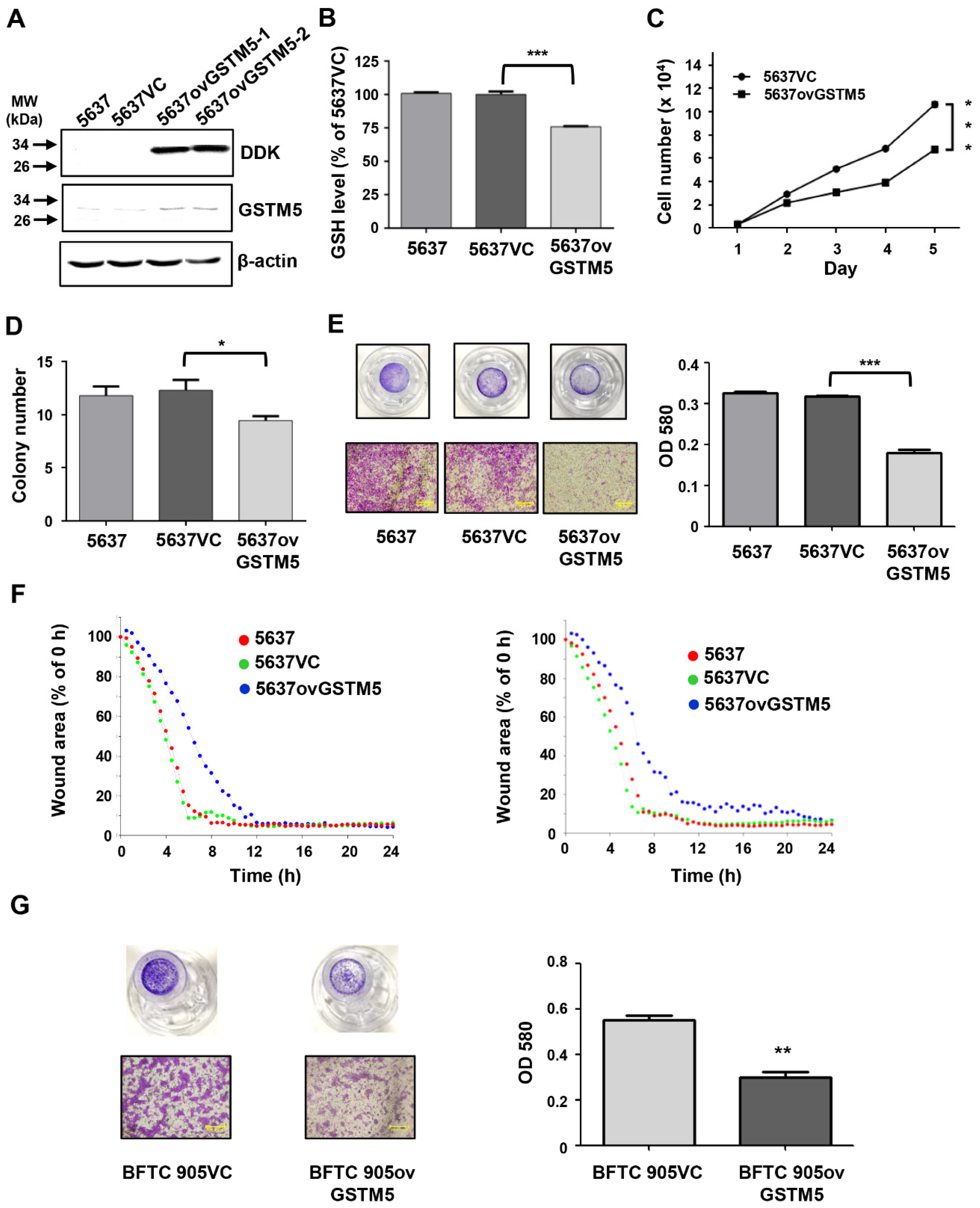 Ijms 22 03056 g004 Ijms 22 03056 g004