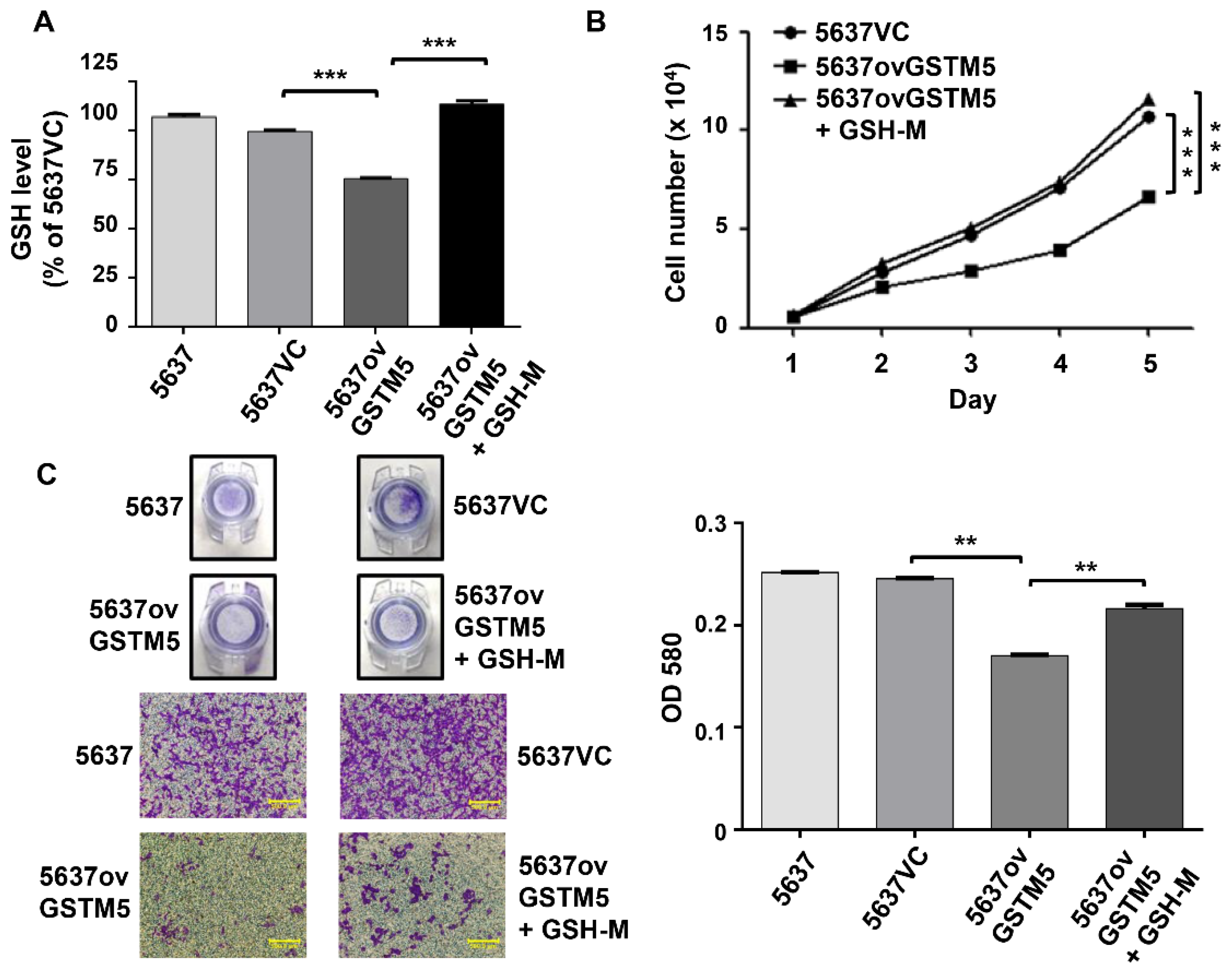 Ijms 22 03056 g005 Ijms 22 03056 g005
