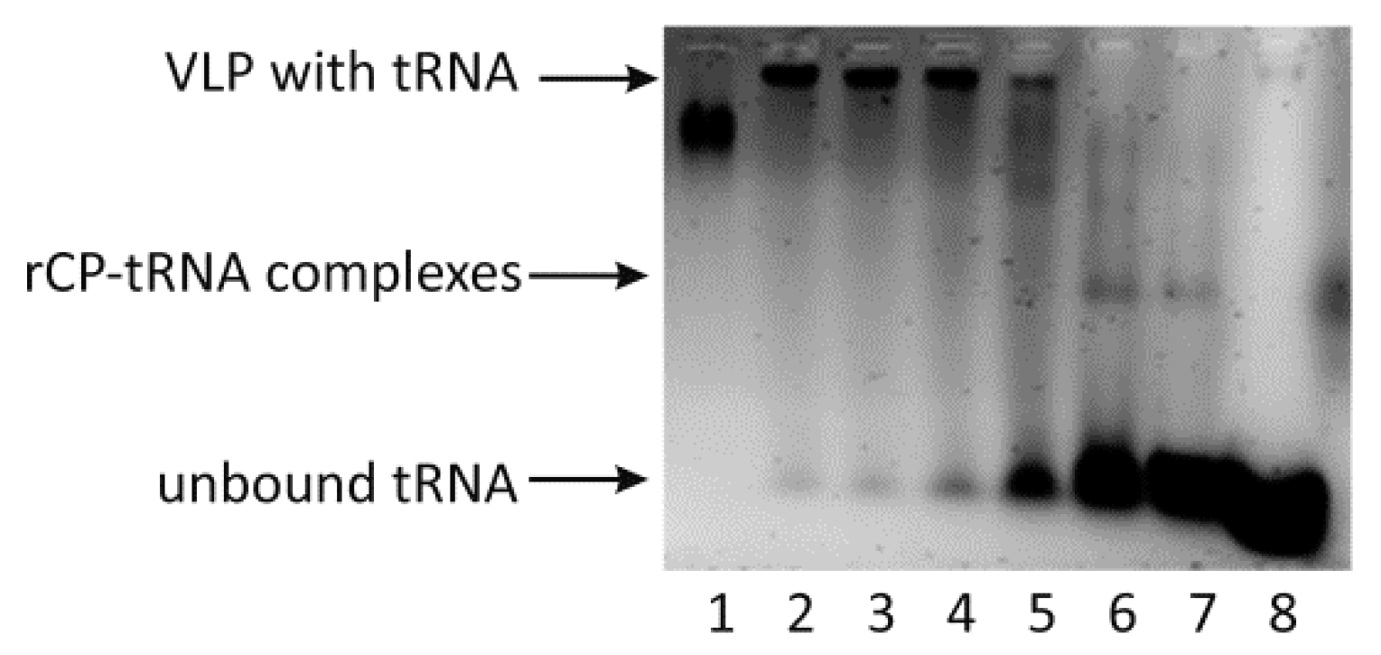 Ijms 22 03098 g002 Ijms 22 03098 g002