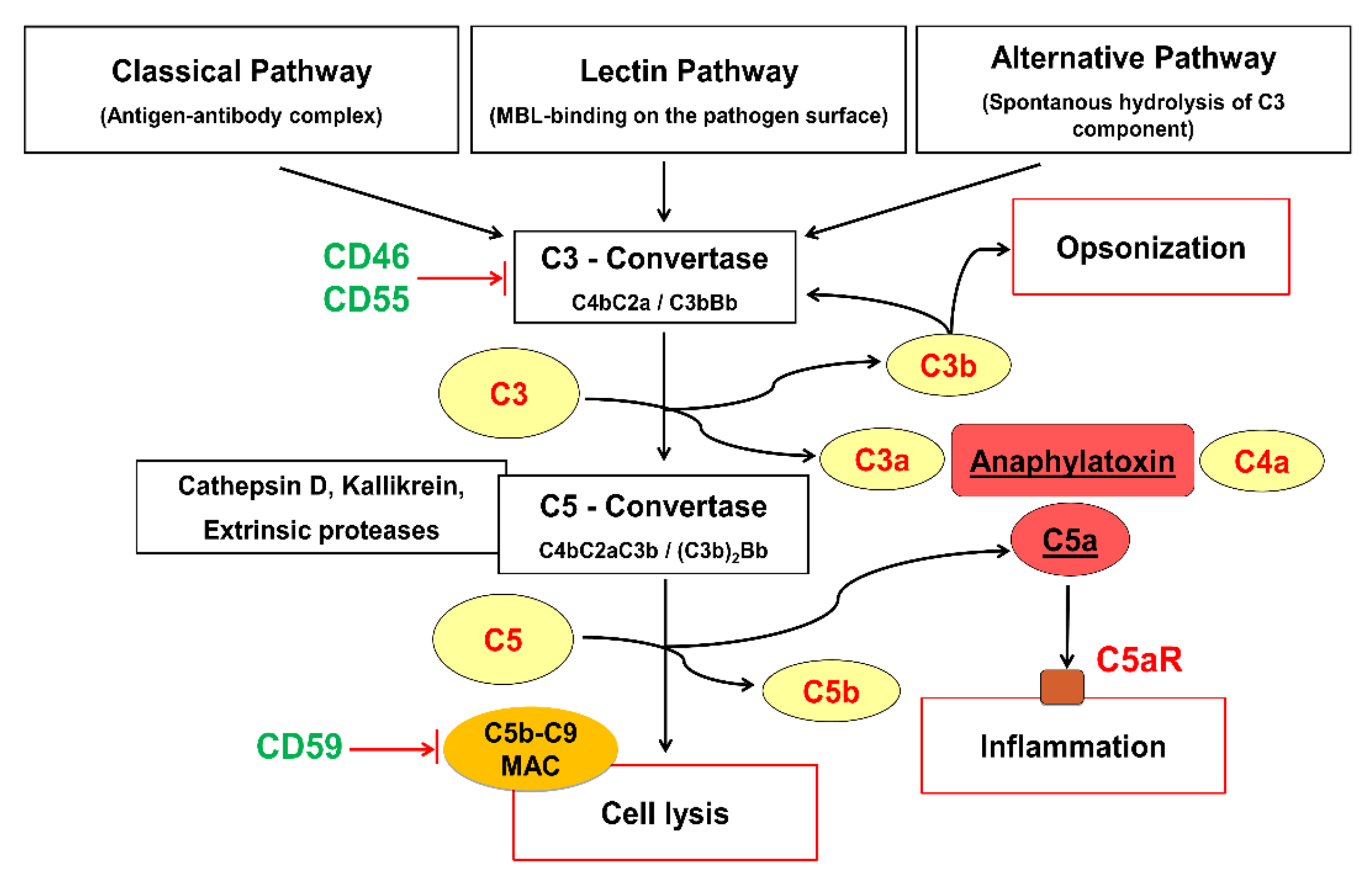 Ijms 22 03105 g001 Ijms 22 03105 g001