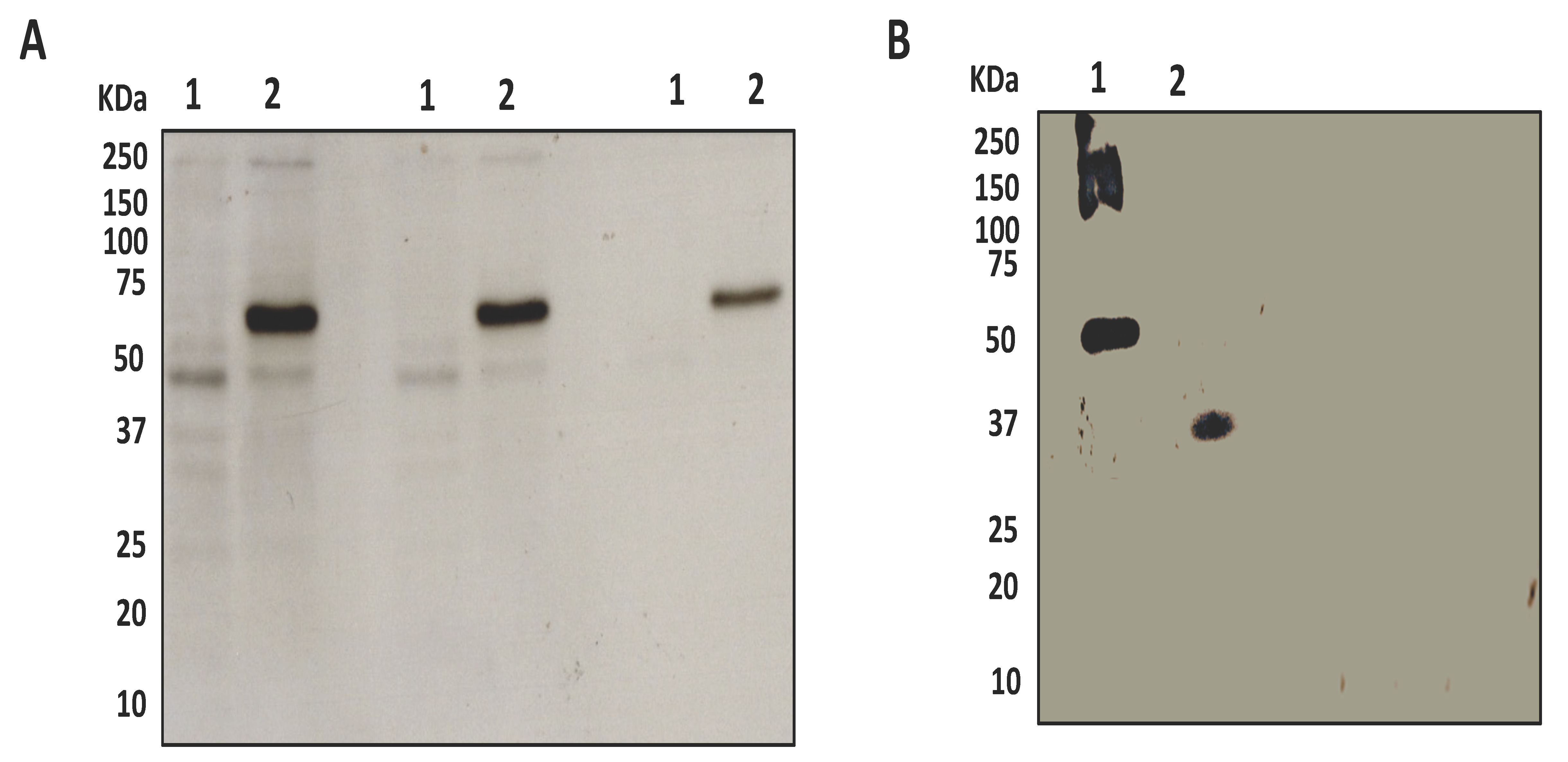 Ijms 22 03166 g003 Ijms 22 03166 g003