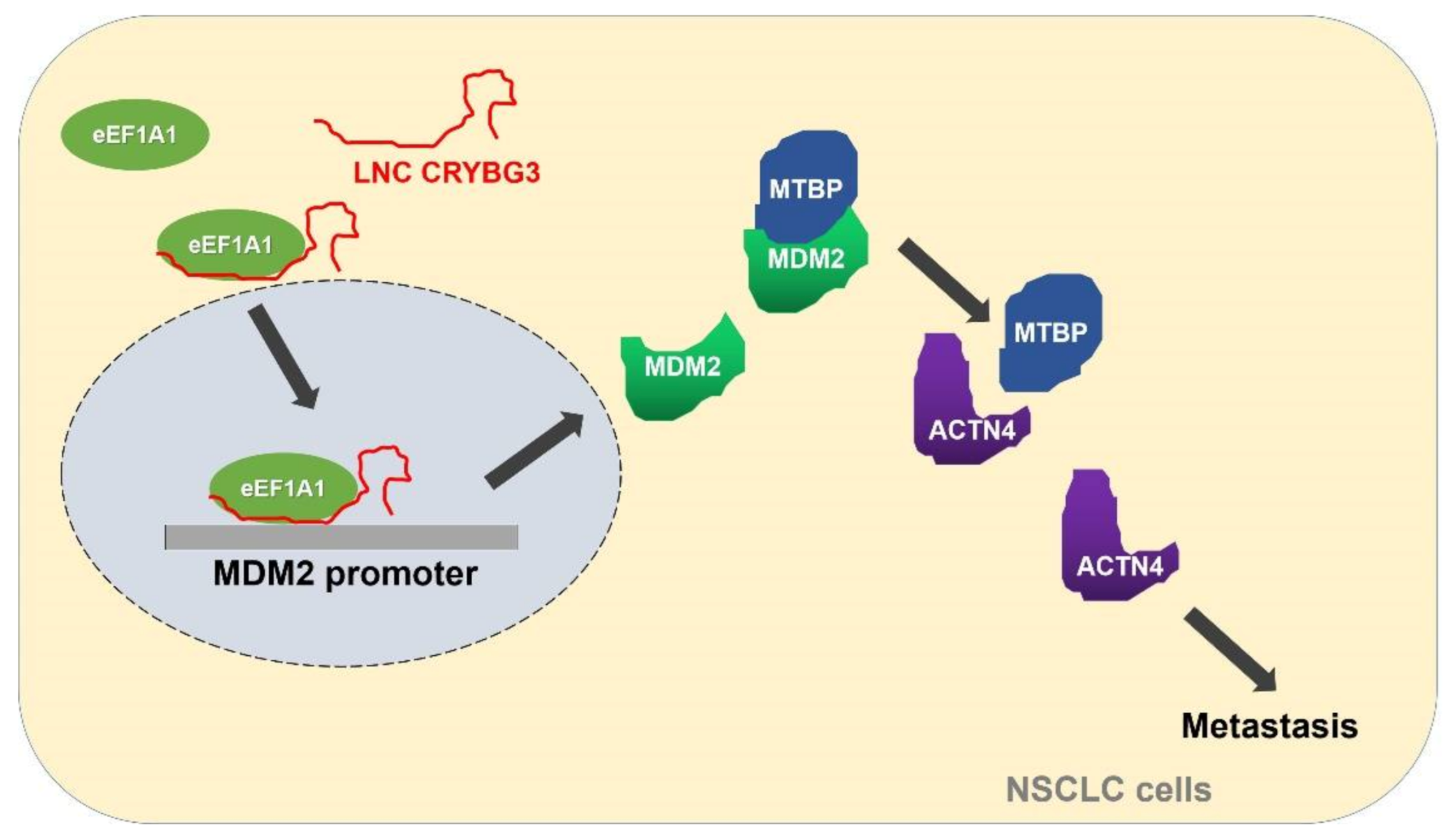 Ijms 22 03211 g007 Ijms 22 03211 g007