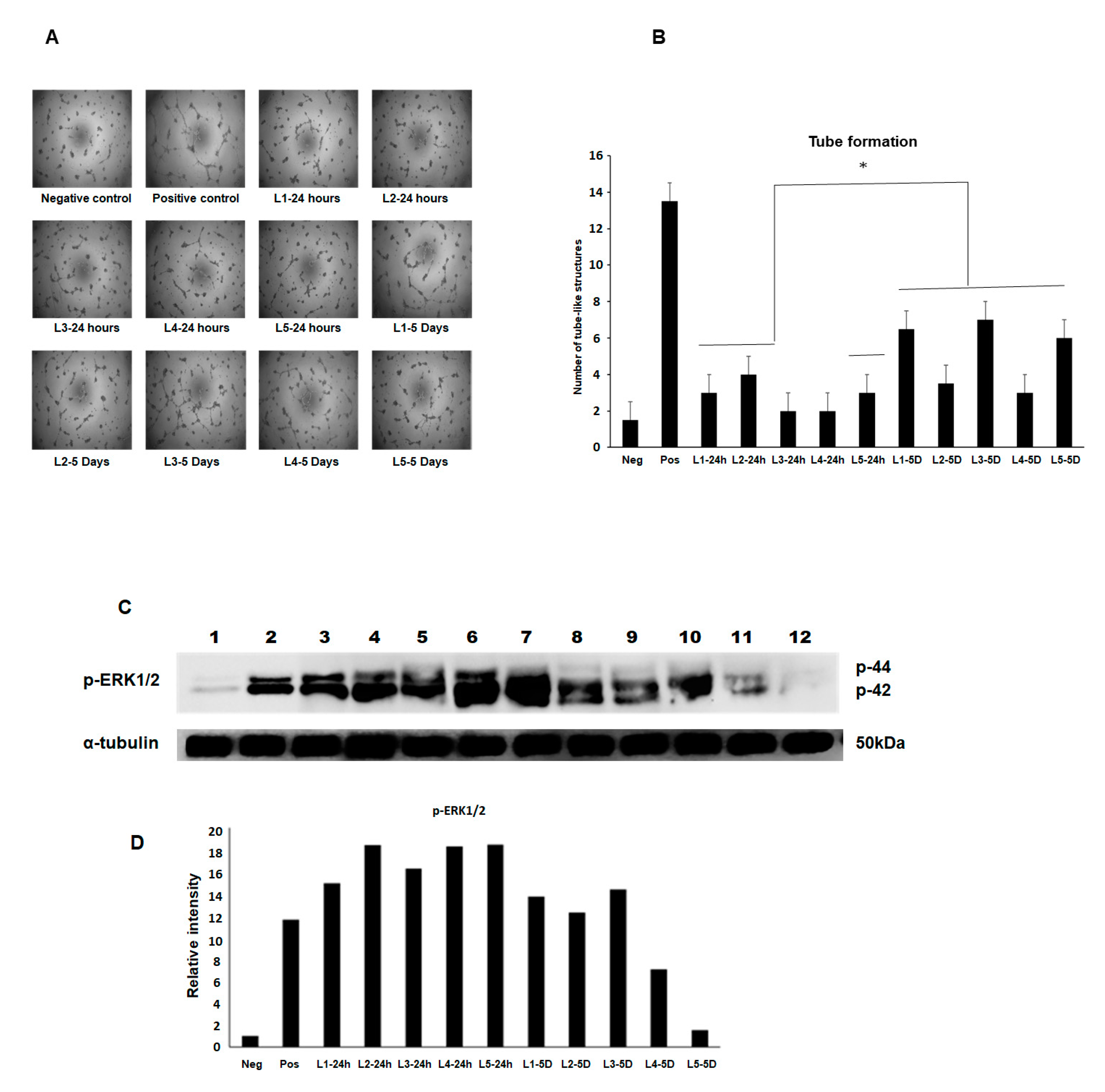 Ijms 22 03271 g005 Ijms 22 03271 g005