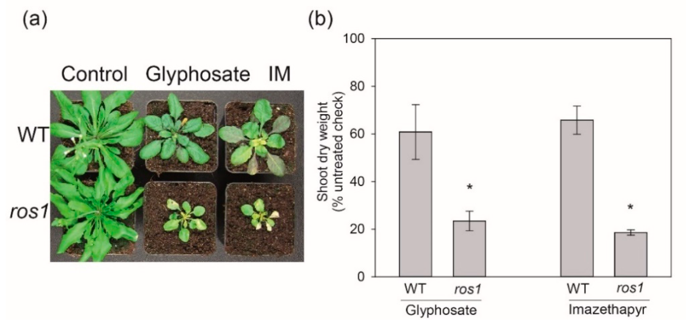 Ijms 22 03314 g003 Ijms 22 03314 g003