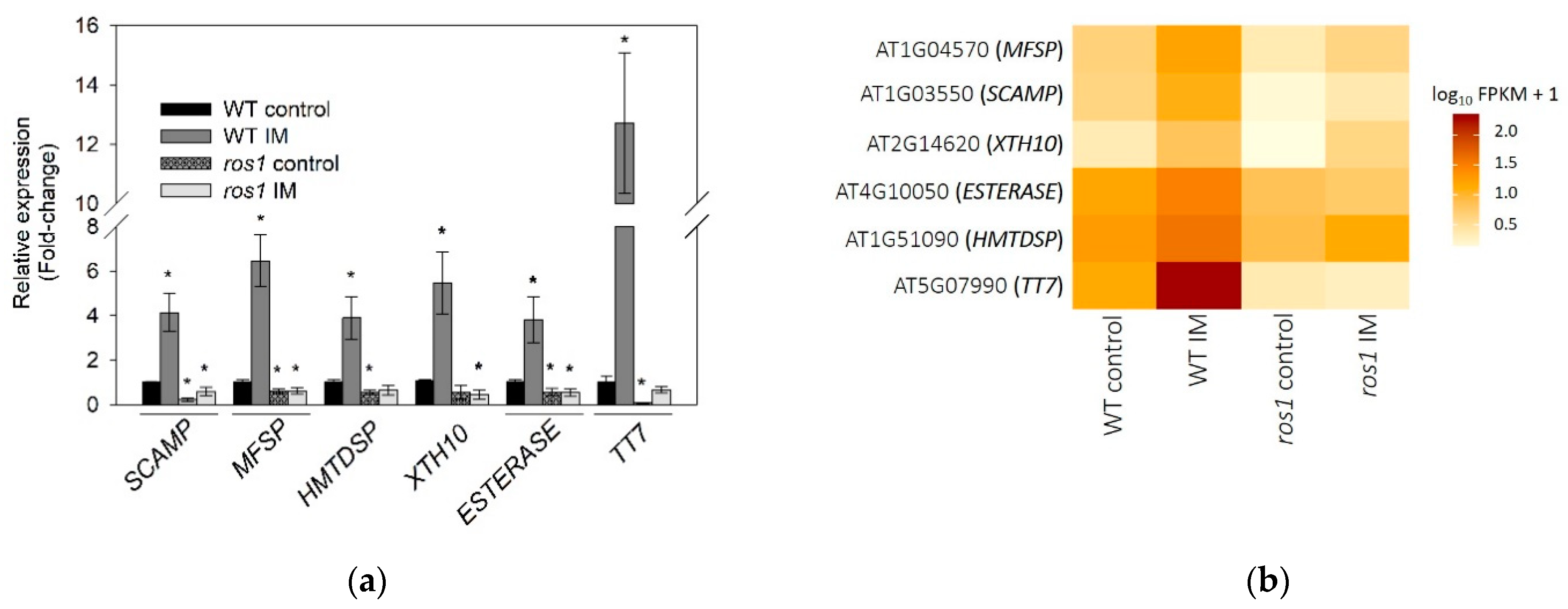 Ijms 22 03314 g007 Ijms 22 03314 g007