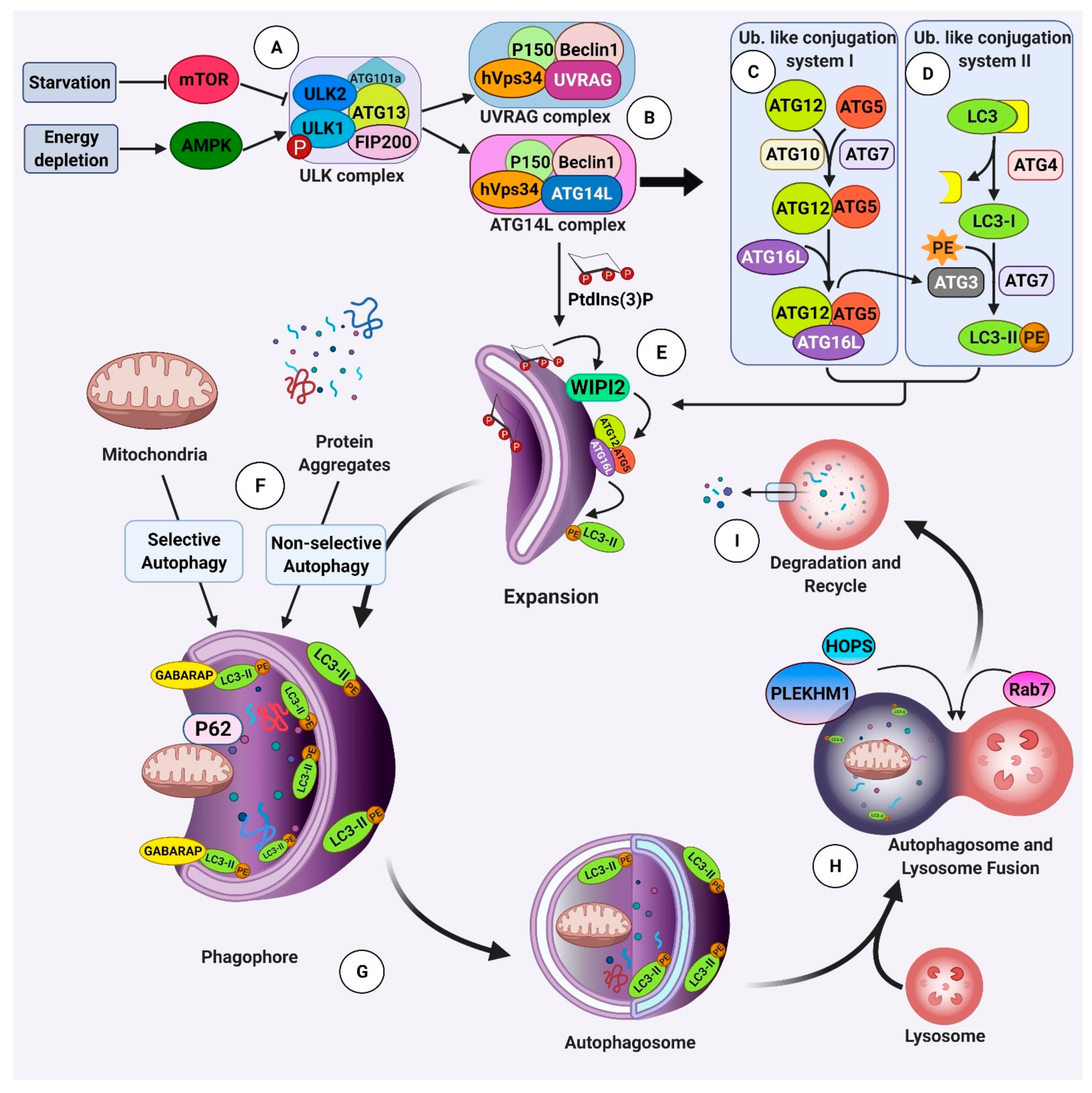 Ijms 22 03330 g002 Ijms 22 03330 g002