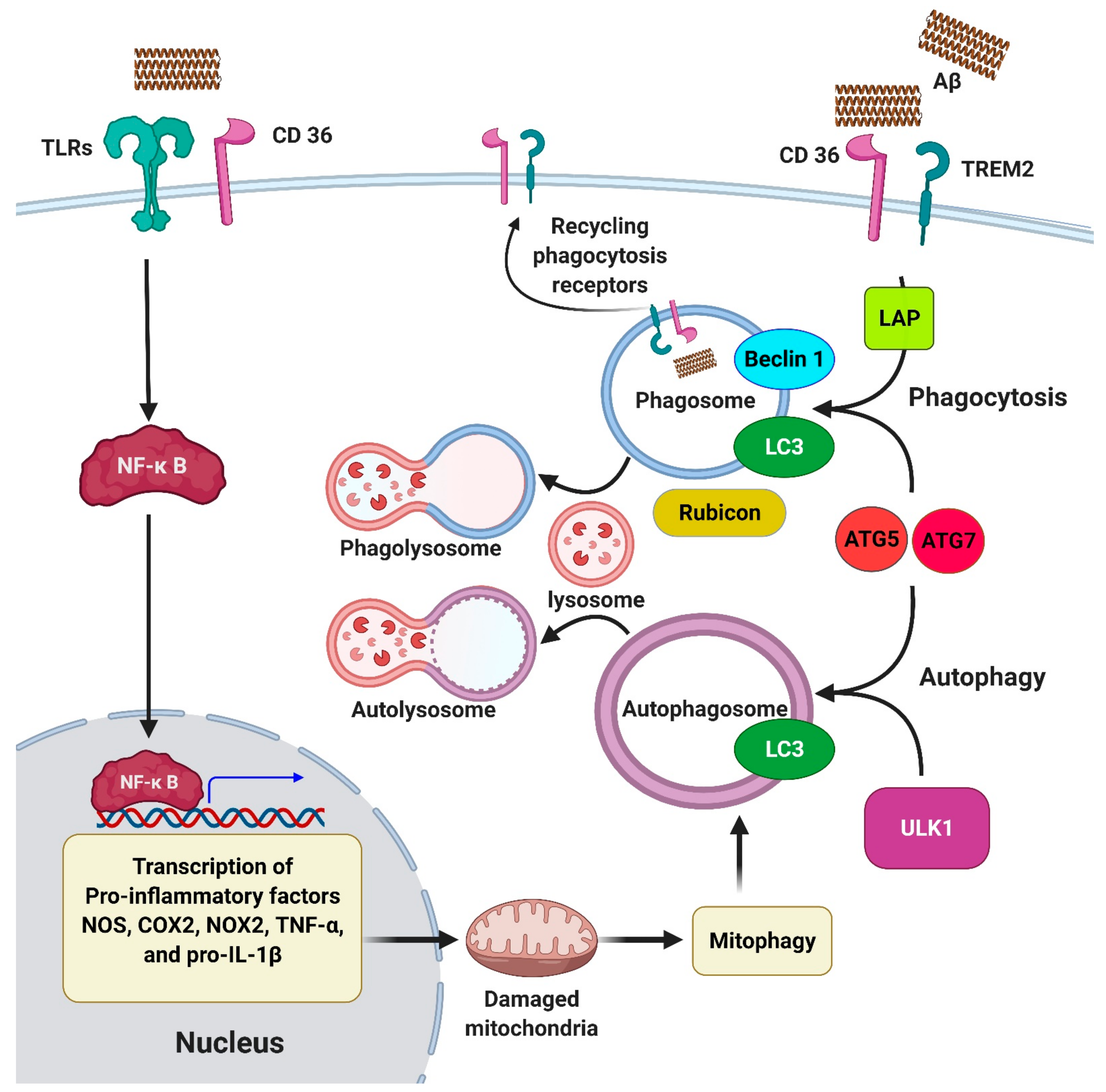 Ijms 22 03330 g005 Ijms 22 03330 g005