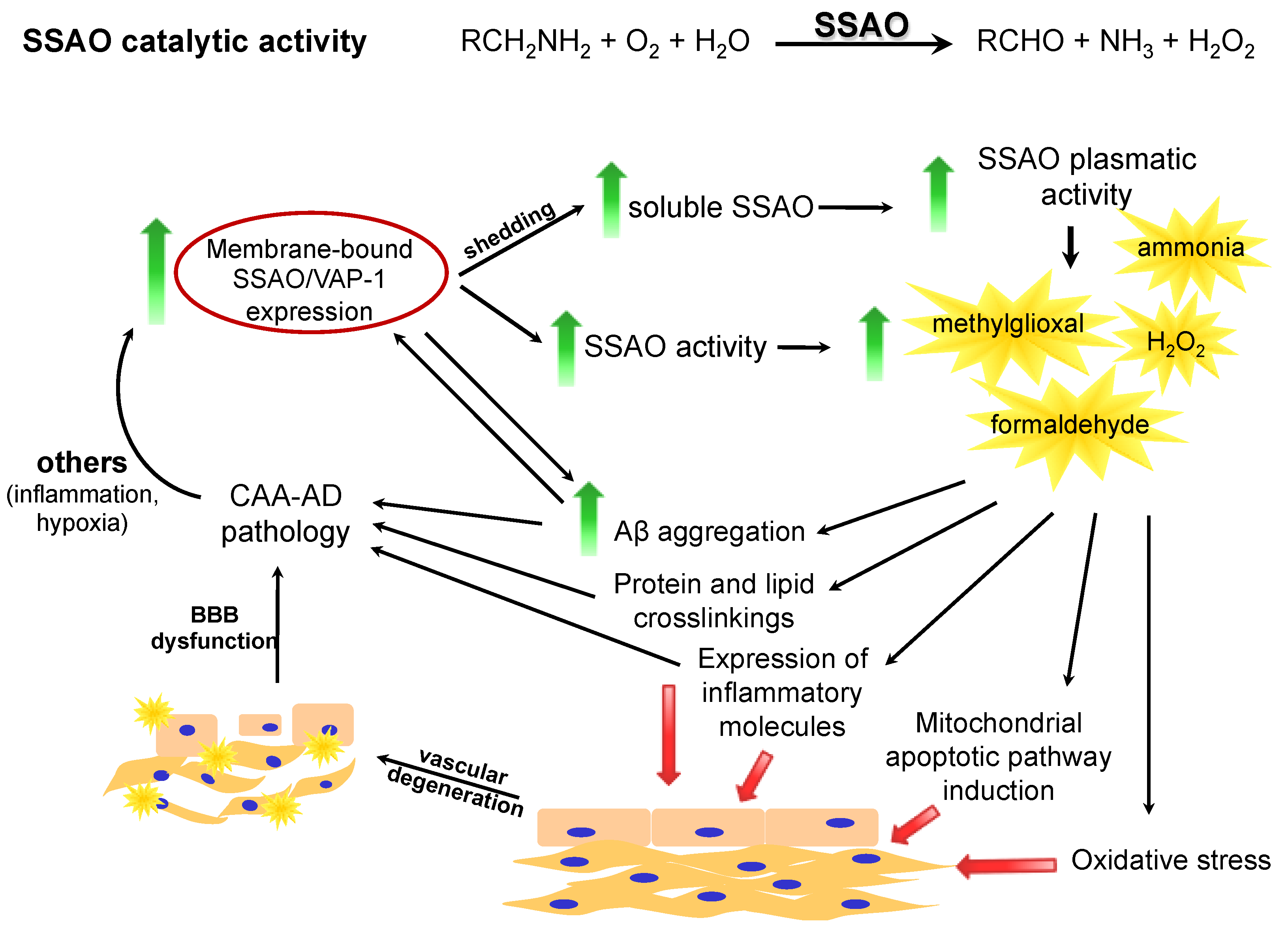 Ijms 22 03365 g001 Ijms 22 03365 g001