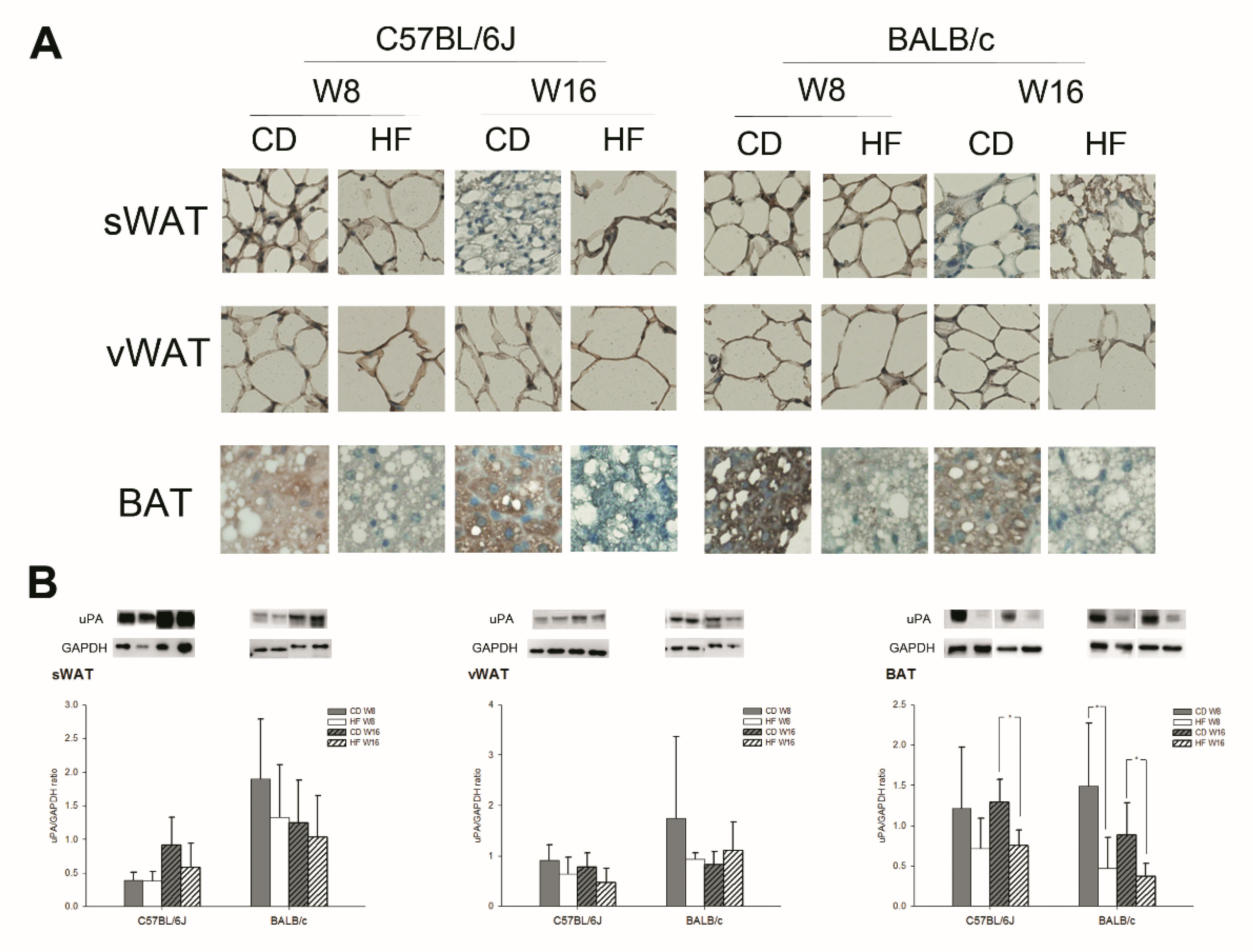 Ijms 22 03407 g001 Ijms 22 03407 g001