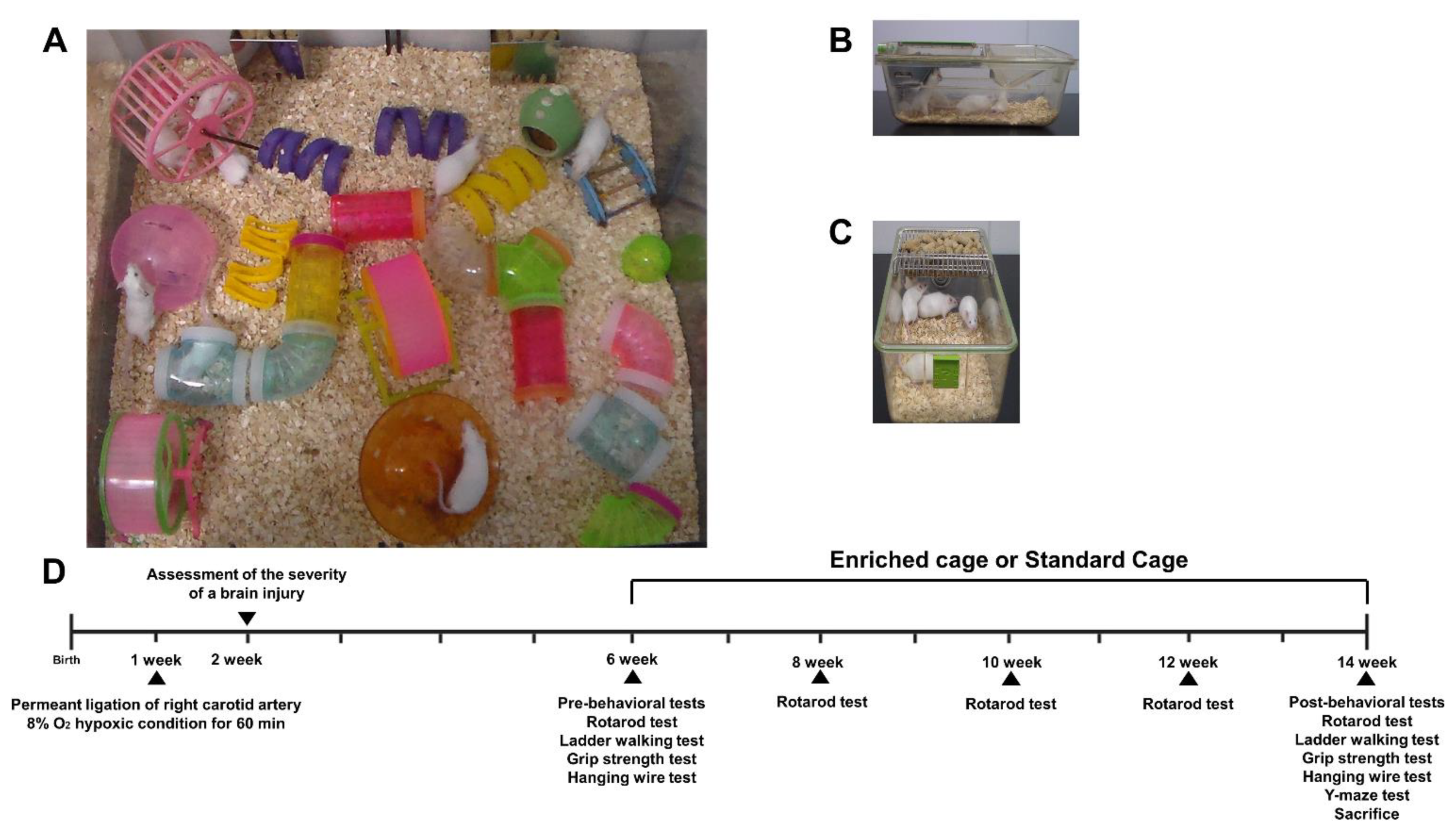 Ijms 22 03414 g001 Ijms 22 03414 g001