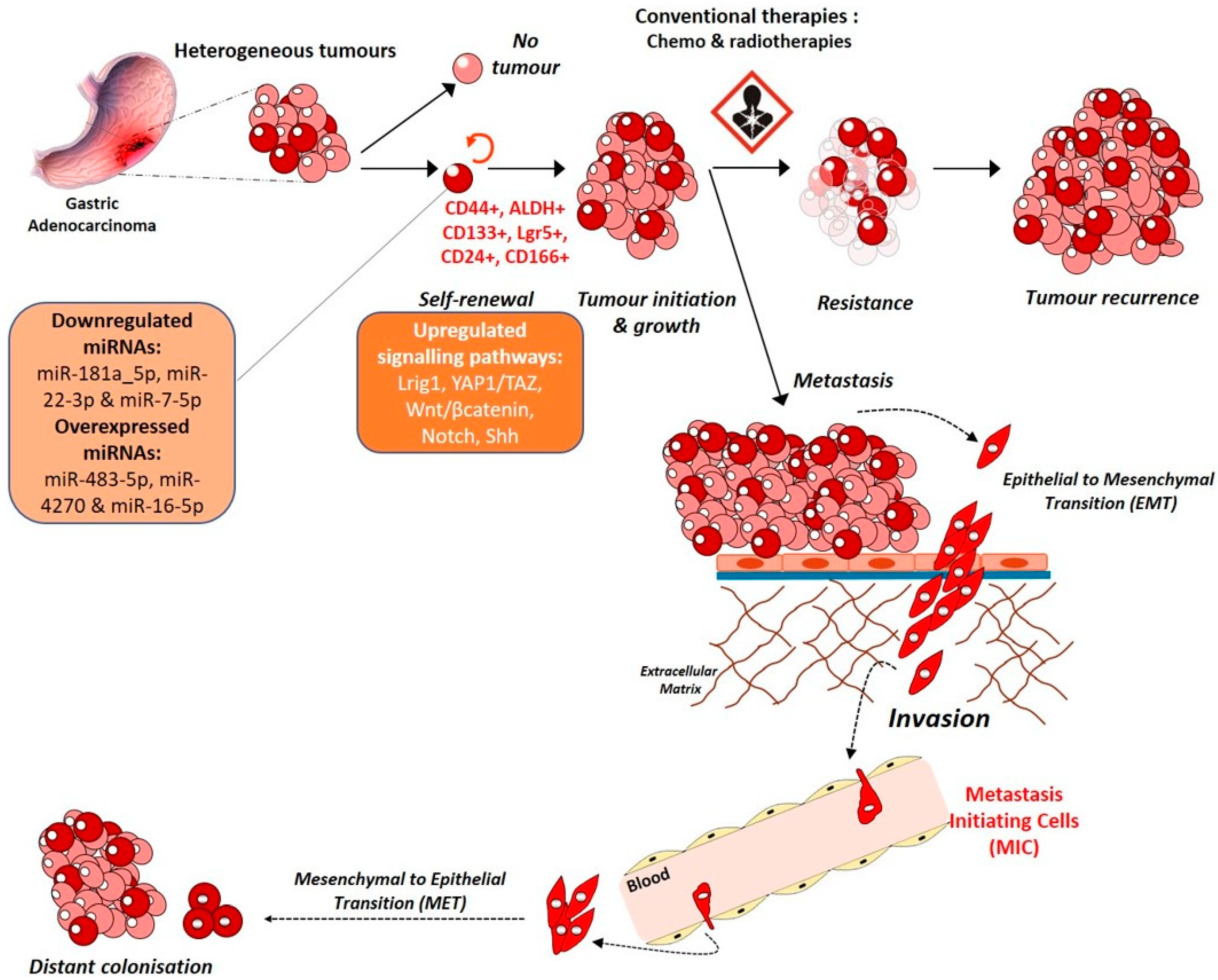 Ijms 22 03418 g003 Ijms 22 03418 g003