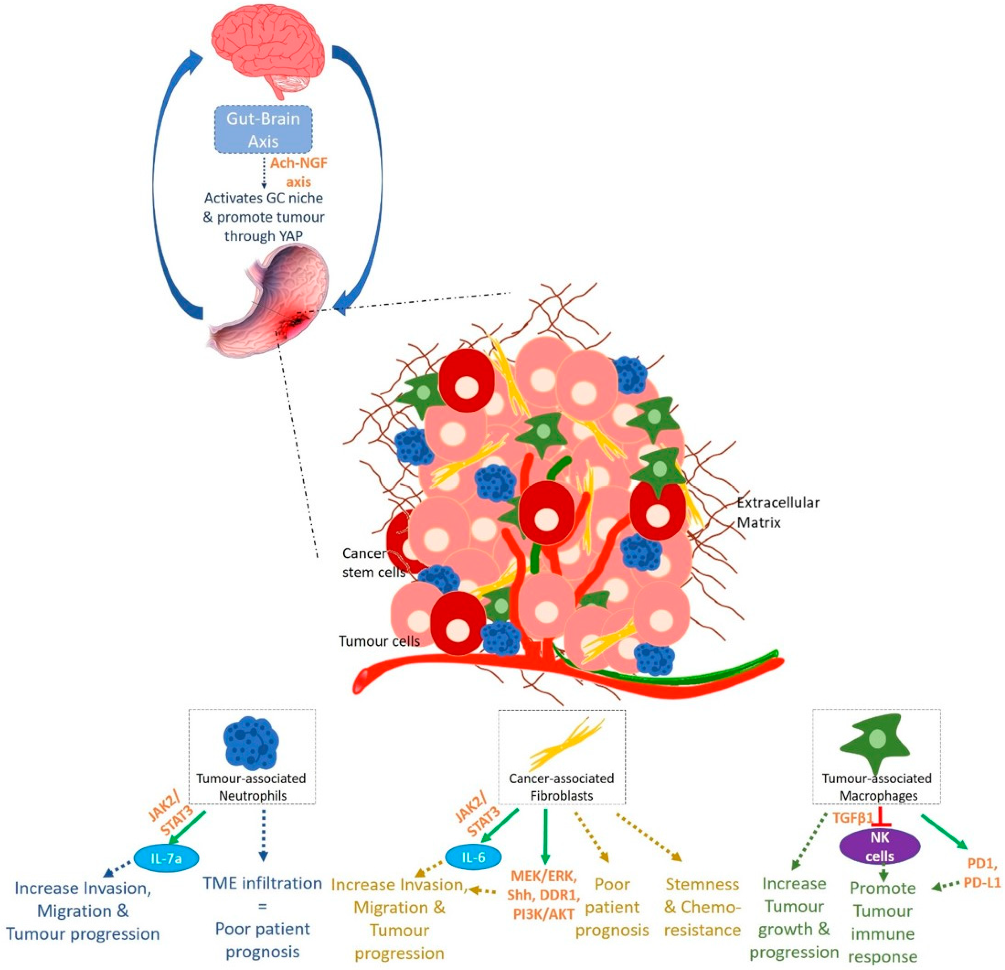 Ijms 22 03418 g004 Ijms 22 03418 g004