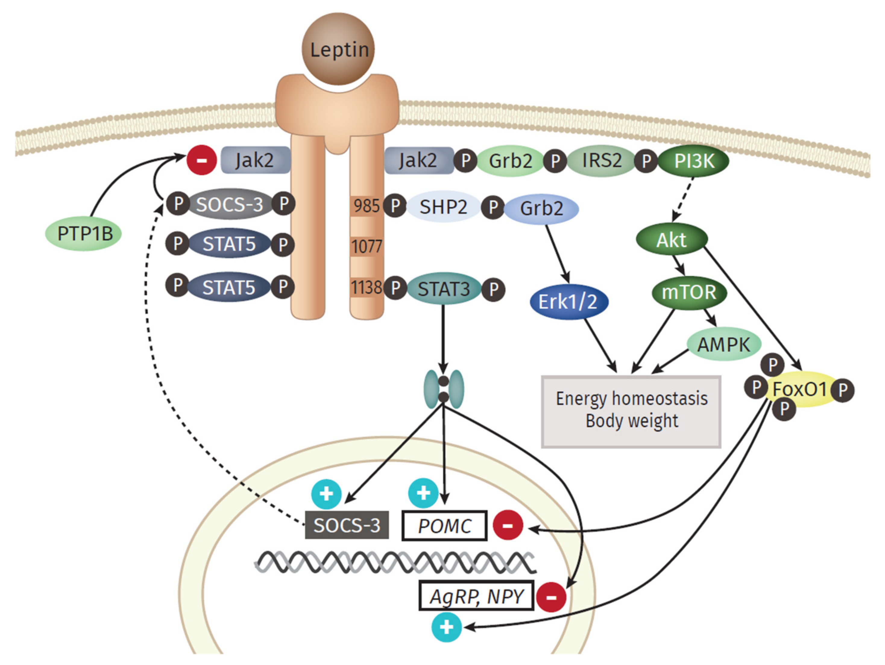 Ijms 22 03456 g002 Ijms 22 03456 g002