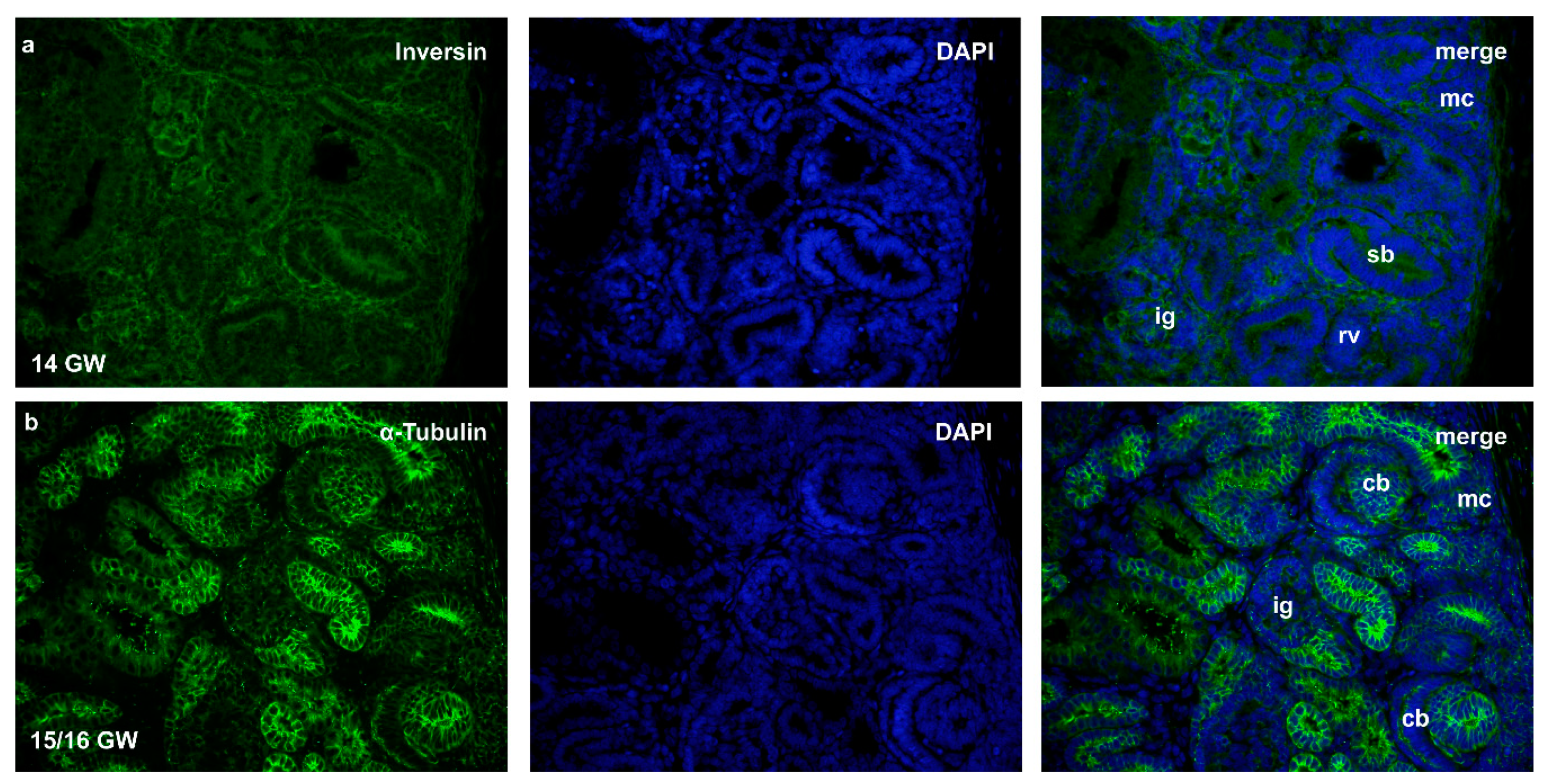 Ijms 22 03500 g002 Ijms 22 03500 g002