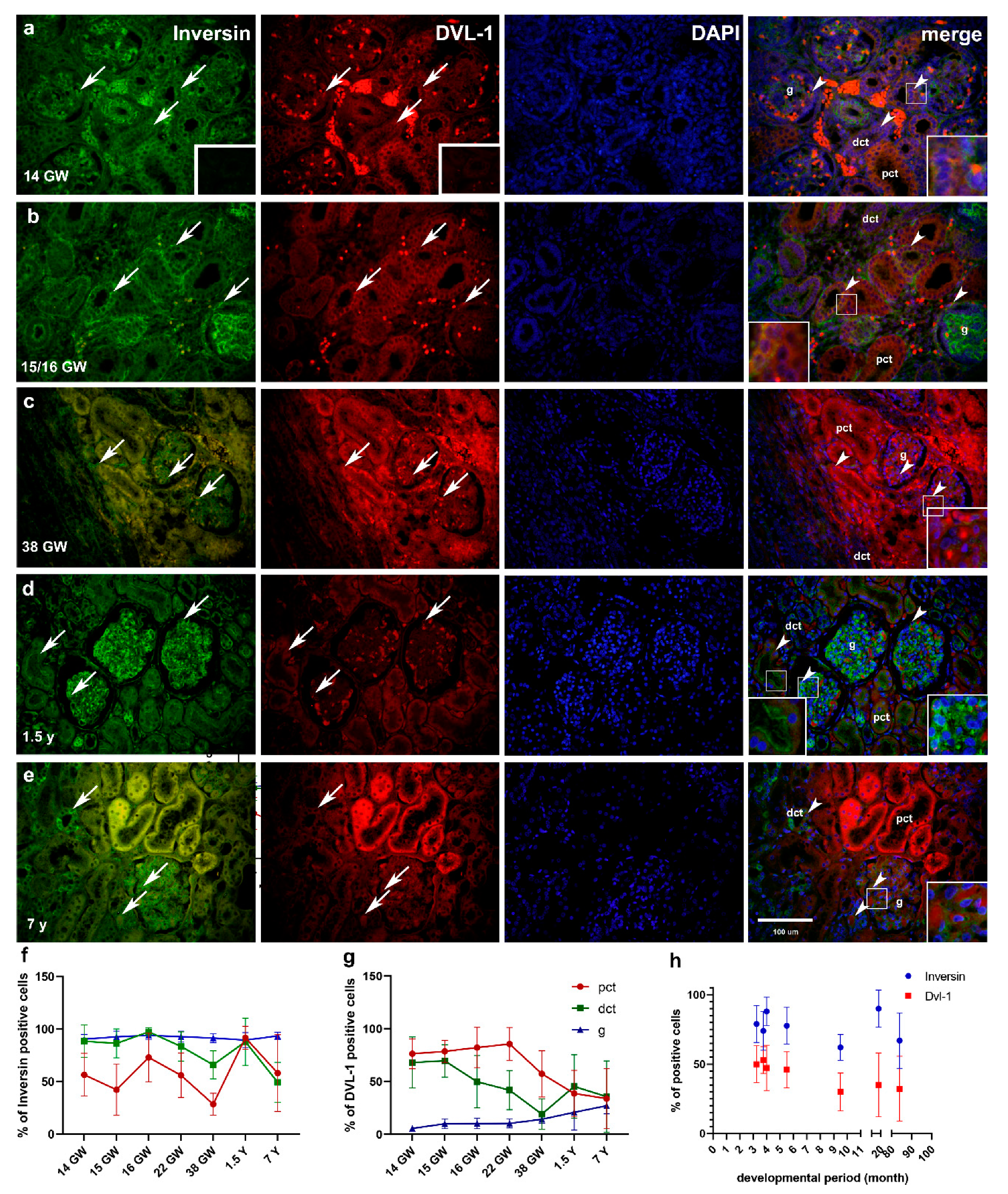 Ijms 22 03500 g004 Ijms 22 03500 g004