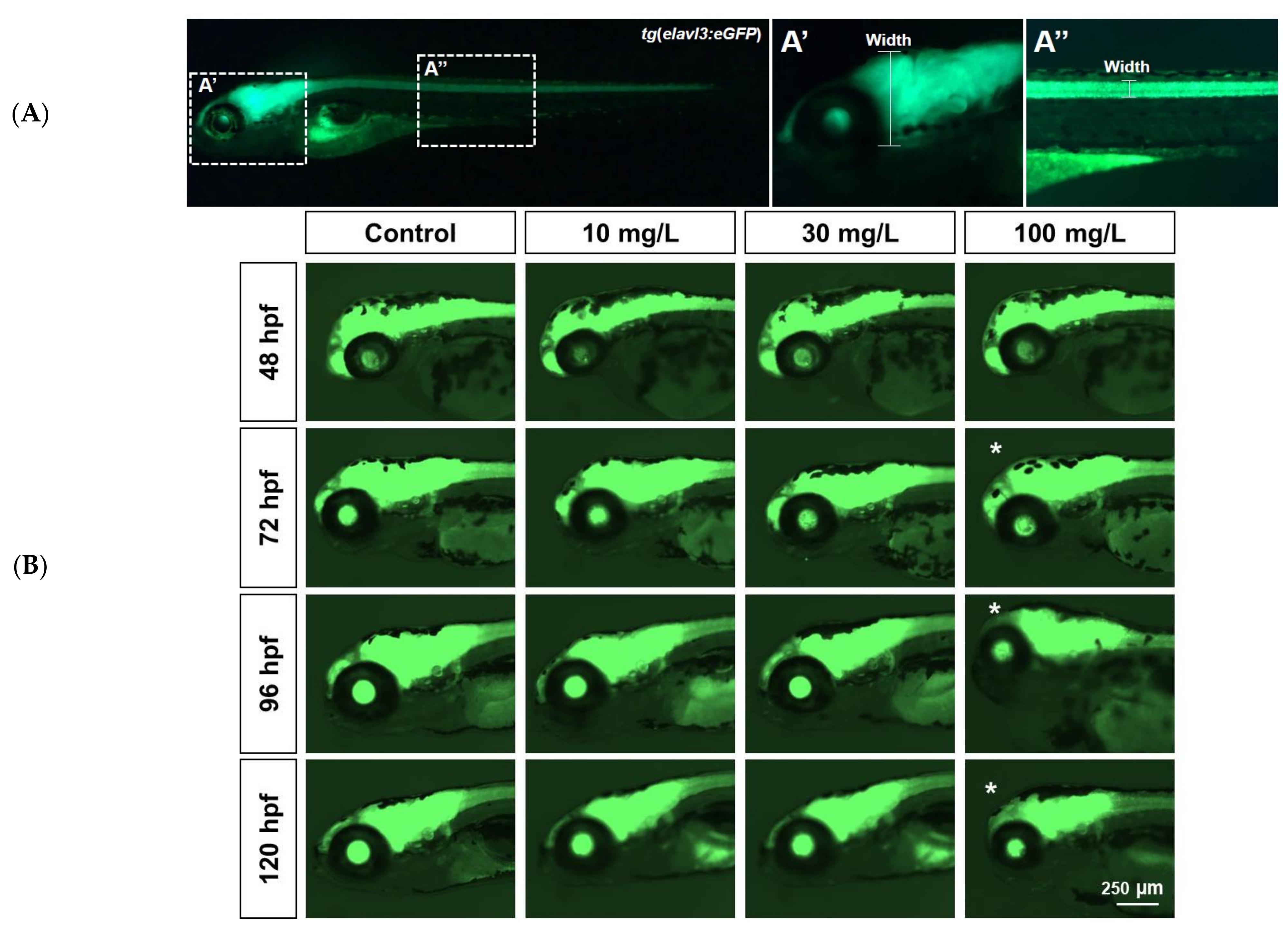 Ijms 22 03518 g003a Ijms 22 03518 g003a