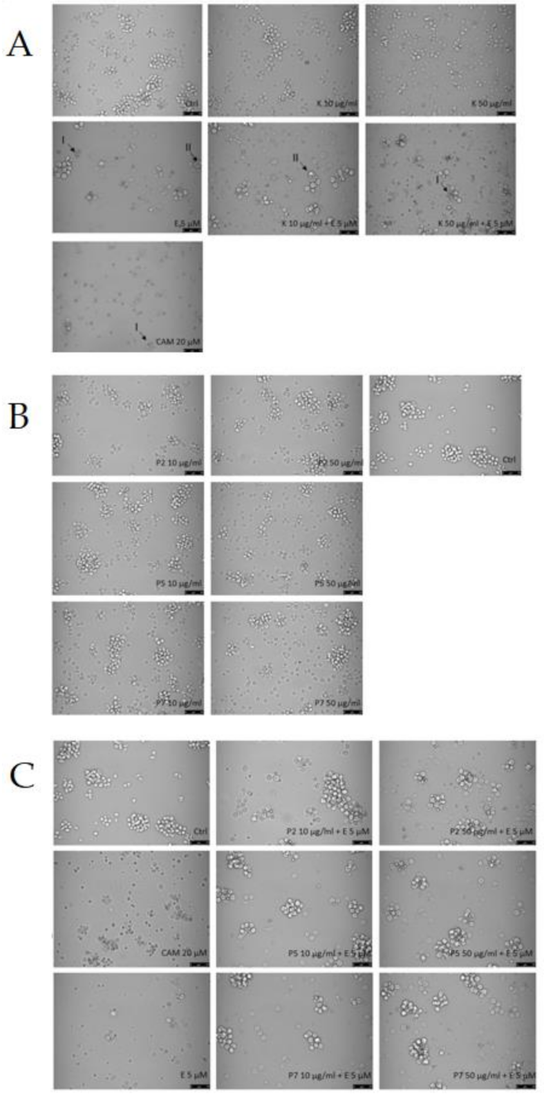 Ijms 22 03520 g003