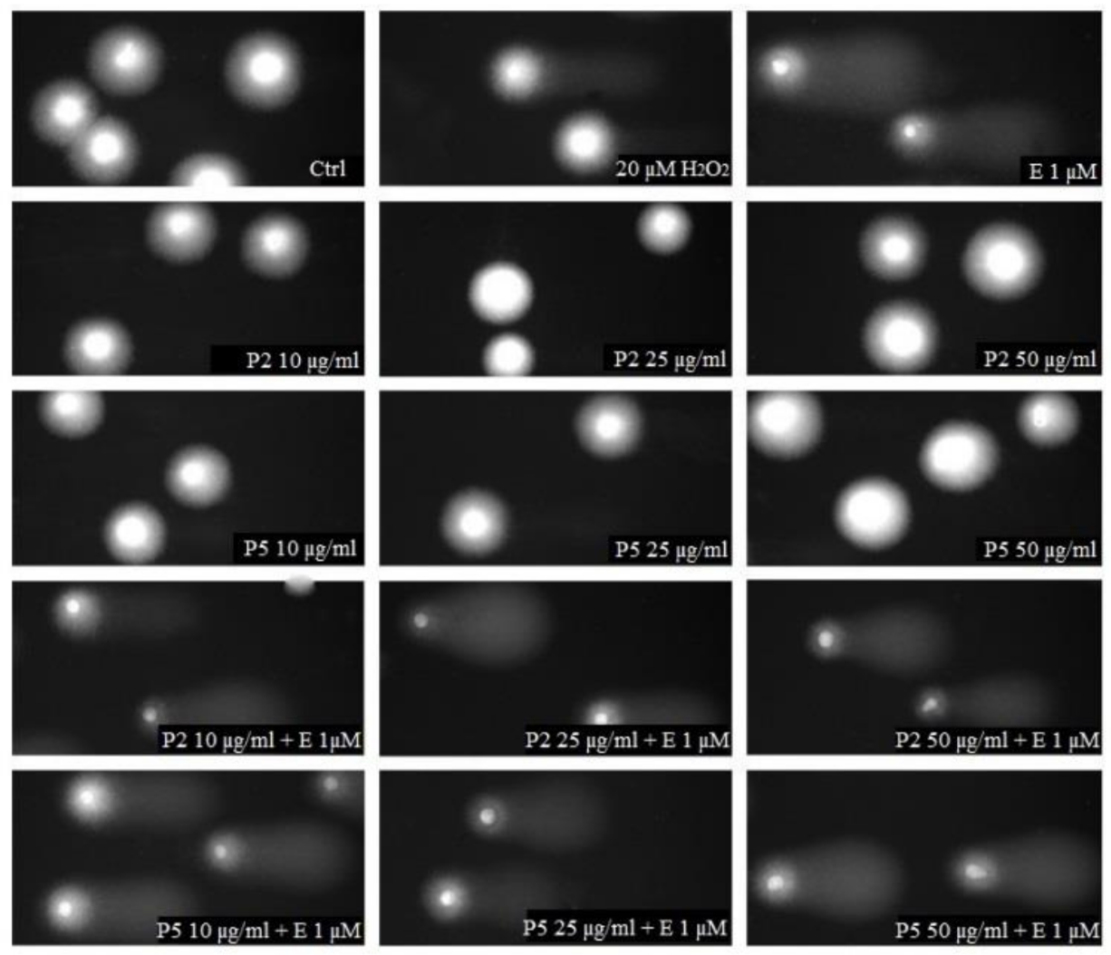 Ijms 22 03520 g005